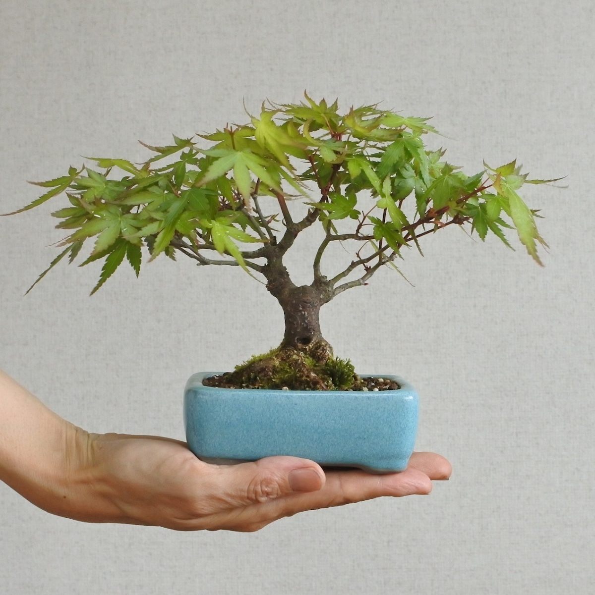 雑木盆栽】モミジ <M1> | BONSAI 鉄と山 | Garden Times