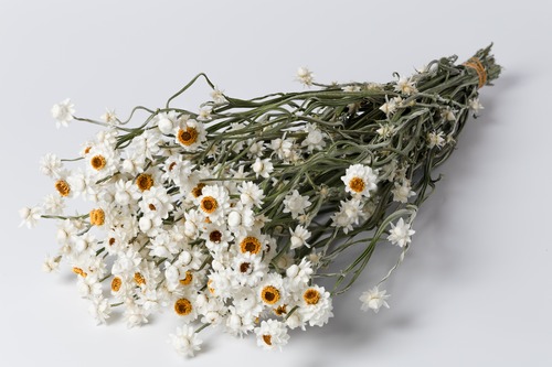 アンモビューム