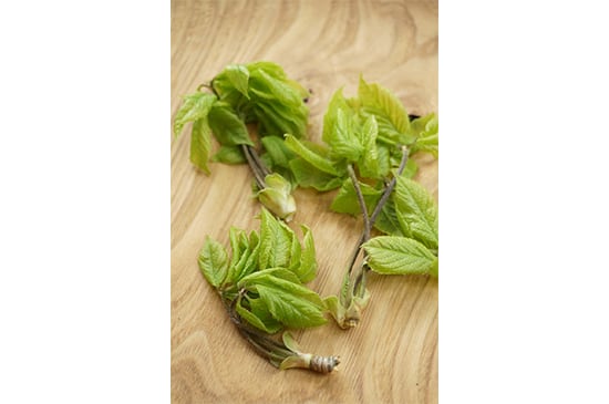 【山菜の女王】天然コシアブラ・30g(4/17発送開始)