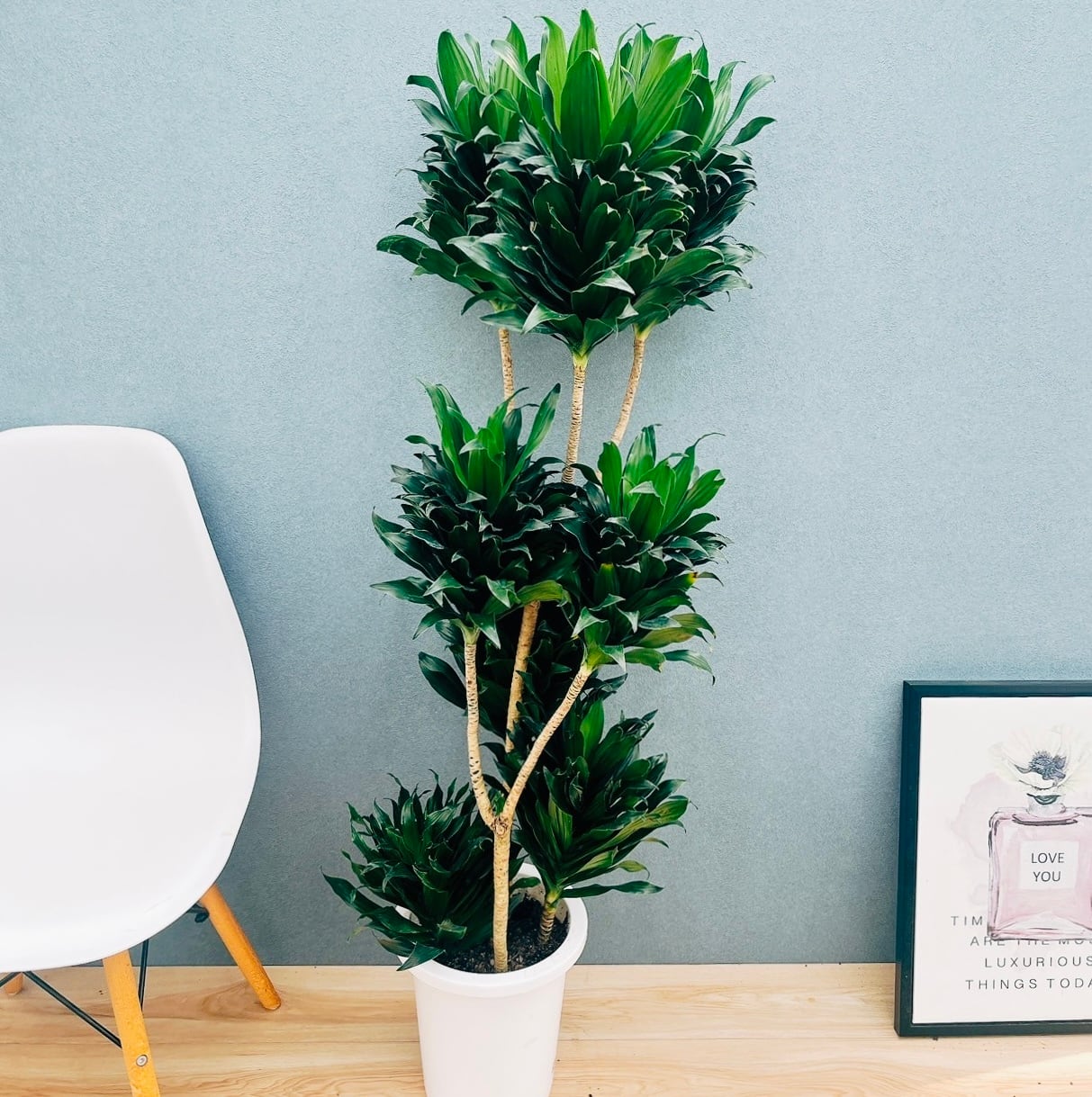 ドラセナ コンパクタ 観葉植物 100cm 8号 インテリアグリーン 観葉植物 ドラセナ コンパクター 8号 プラスチック鉢 | 観葉植物