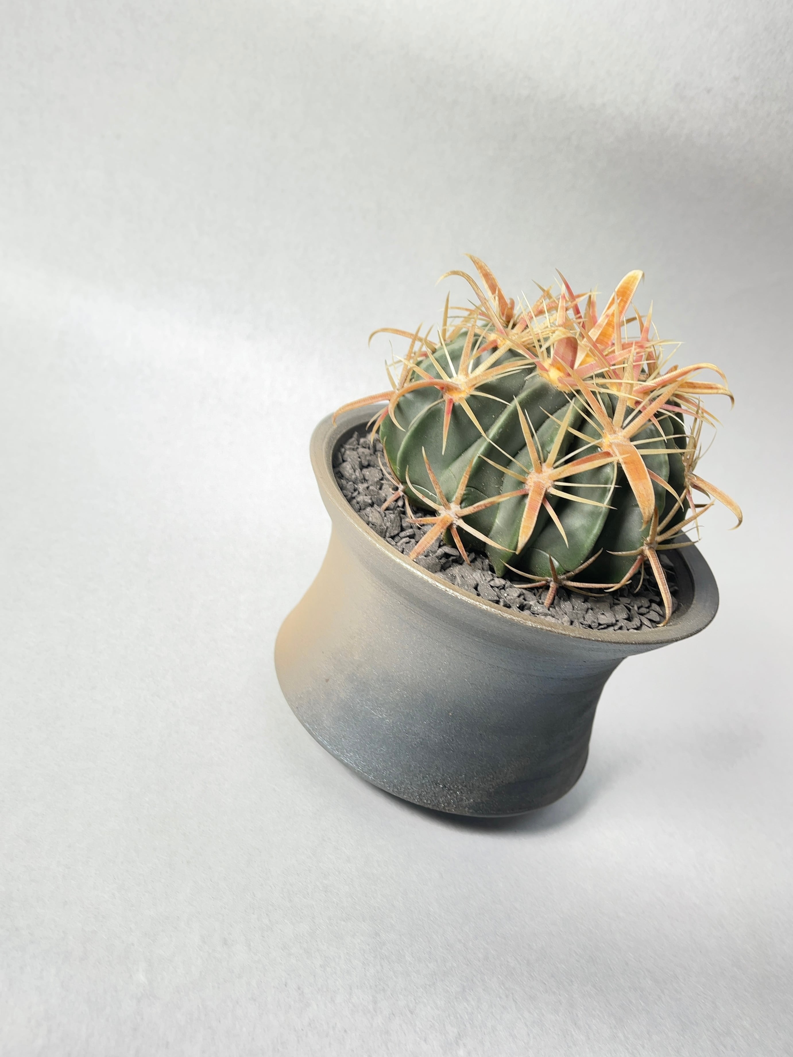 フェロカクタス・日の出丸 | trigger