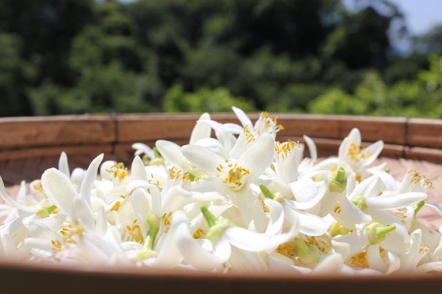 Essential Oil Neroli ネロリ Yamabe Kajuen