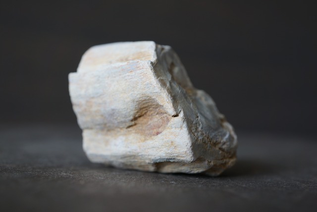 珪化木 ペトリファイドウッド Petrified Wood 1205~1210