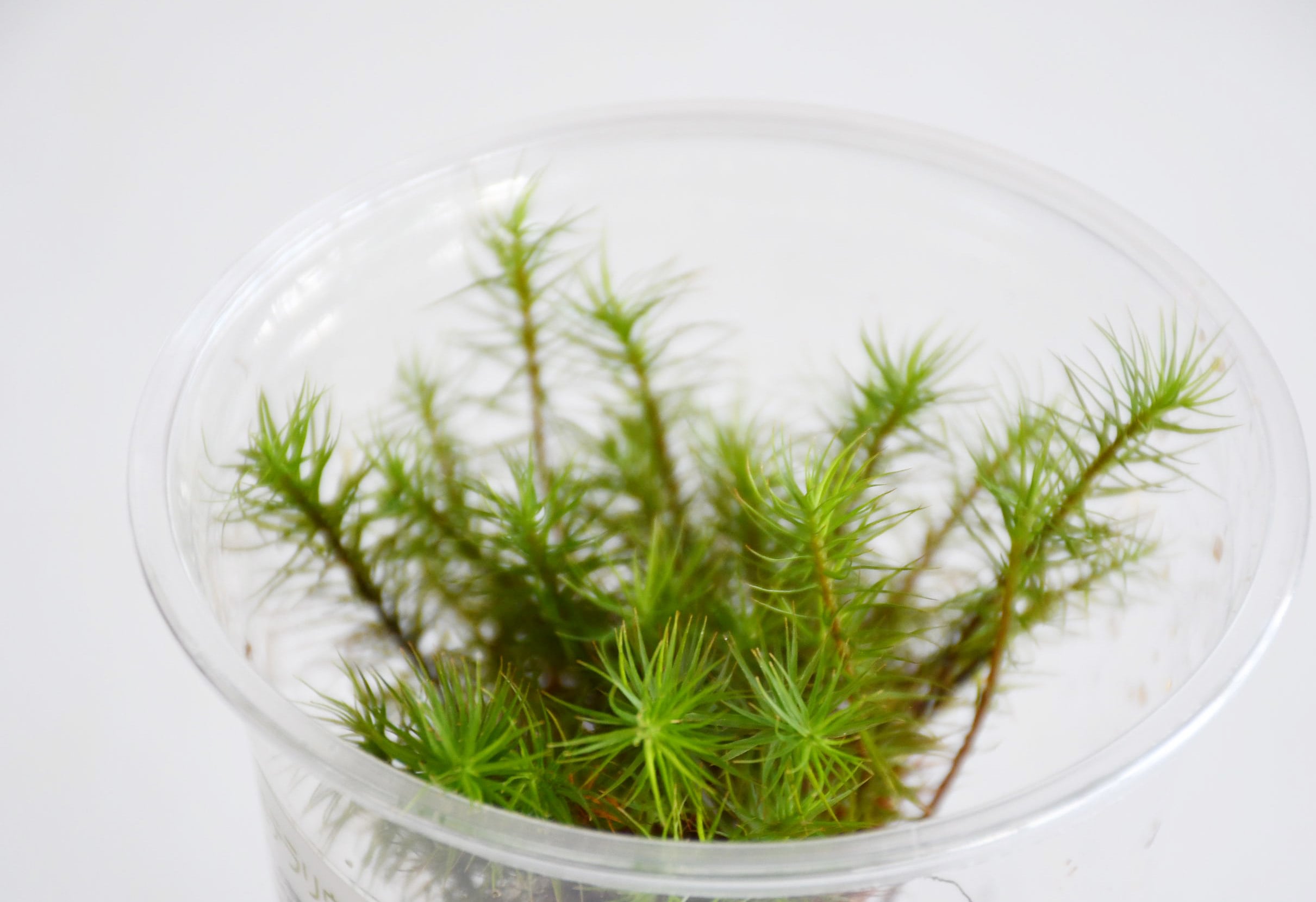 オオスギゴケ 苔テラリウム作製用素材苔 | 苔テラリウム専門ショップ道草