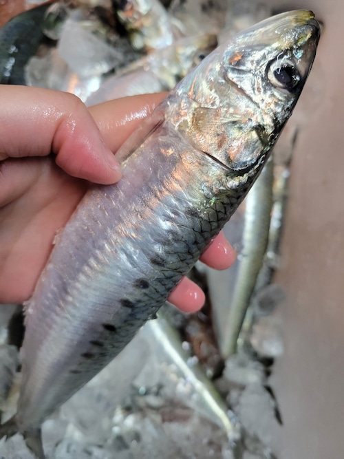 ＜１㎏の方はこちらより！＞！朝獲れ直送！氷見のマイワシ｜脂がのって今が旬｜AM3時までのご注文で当日出荷