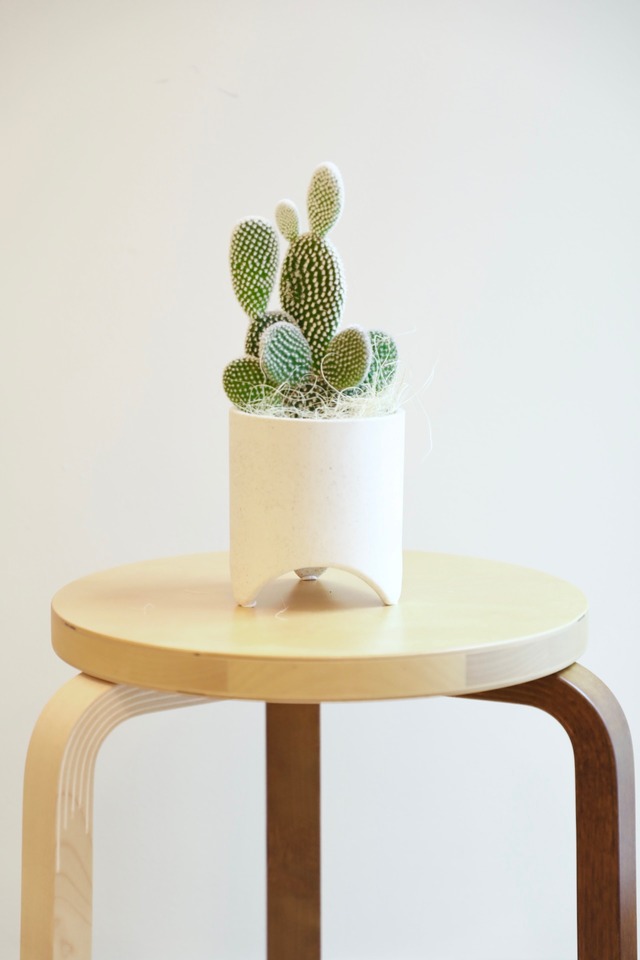 バニーカクタス/Bunny Ears Cactus　※陶器鉢カバー付き  #水やり頻度が少ない