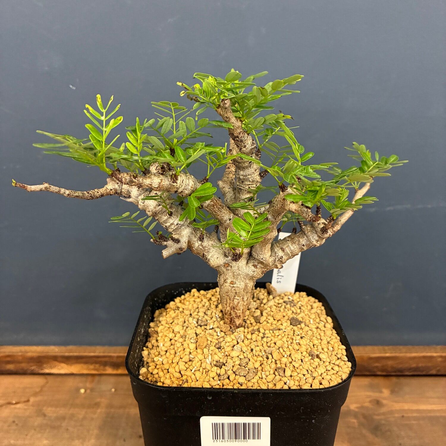 P.willinckii cv. Sailor Saturn【artPLANTs】ビカクシダ/Platycerium