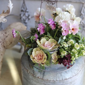 冬から春に楽しむ寄せ植え　ミルク缶でハボタンあかねのお正月におすすめの寄せ植え　ピック付き　お正月にオススメ　届いてすぐ玄関に飾れる 　プレゼントにもオススメ　