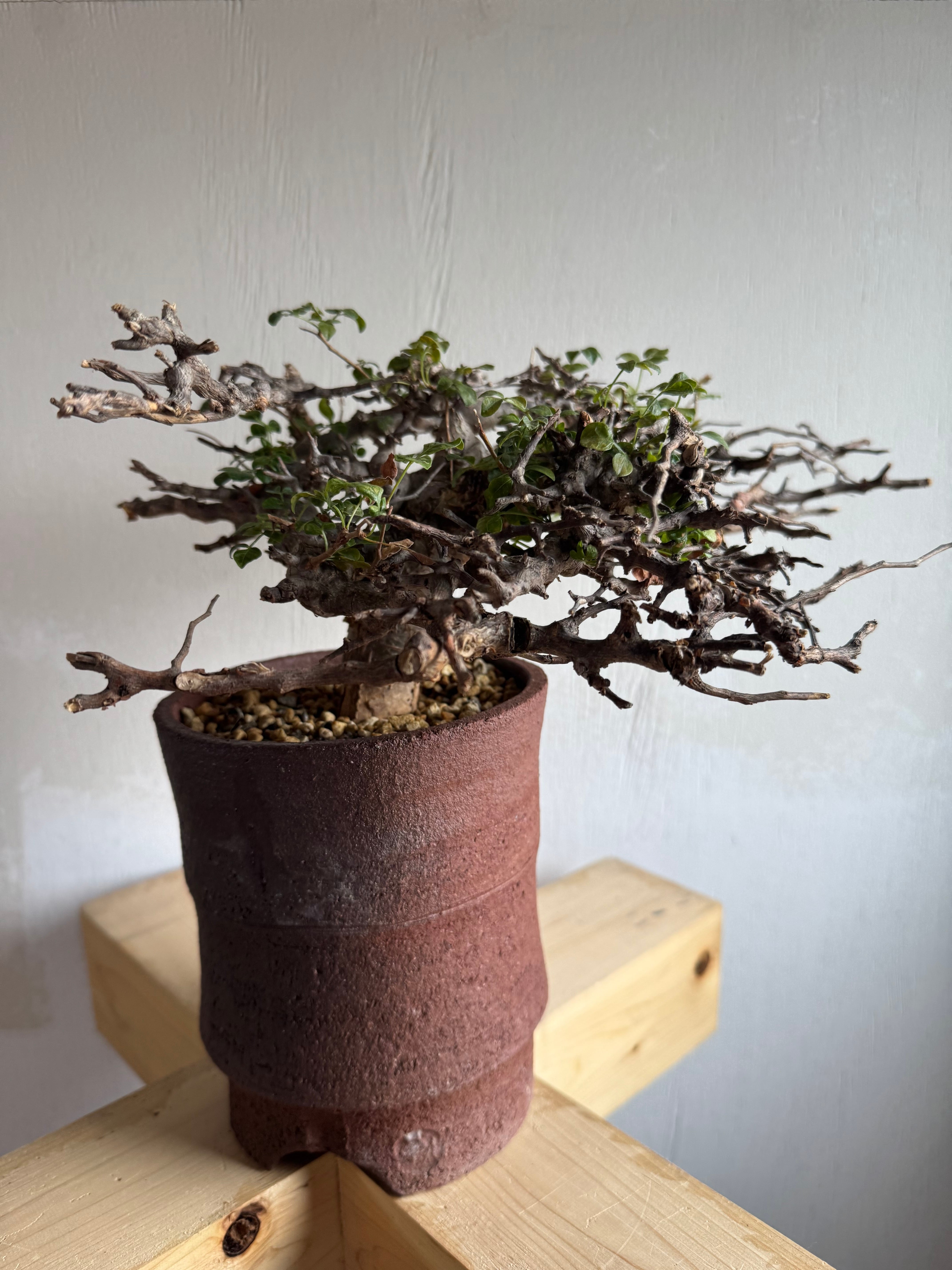 新着】Commiphora Eyl【最高の灌木 ・コンパクトなサイズ感