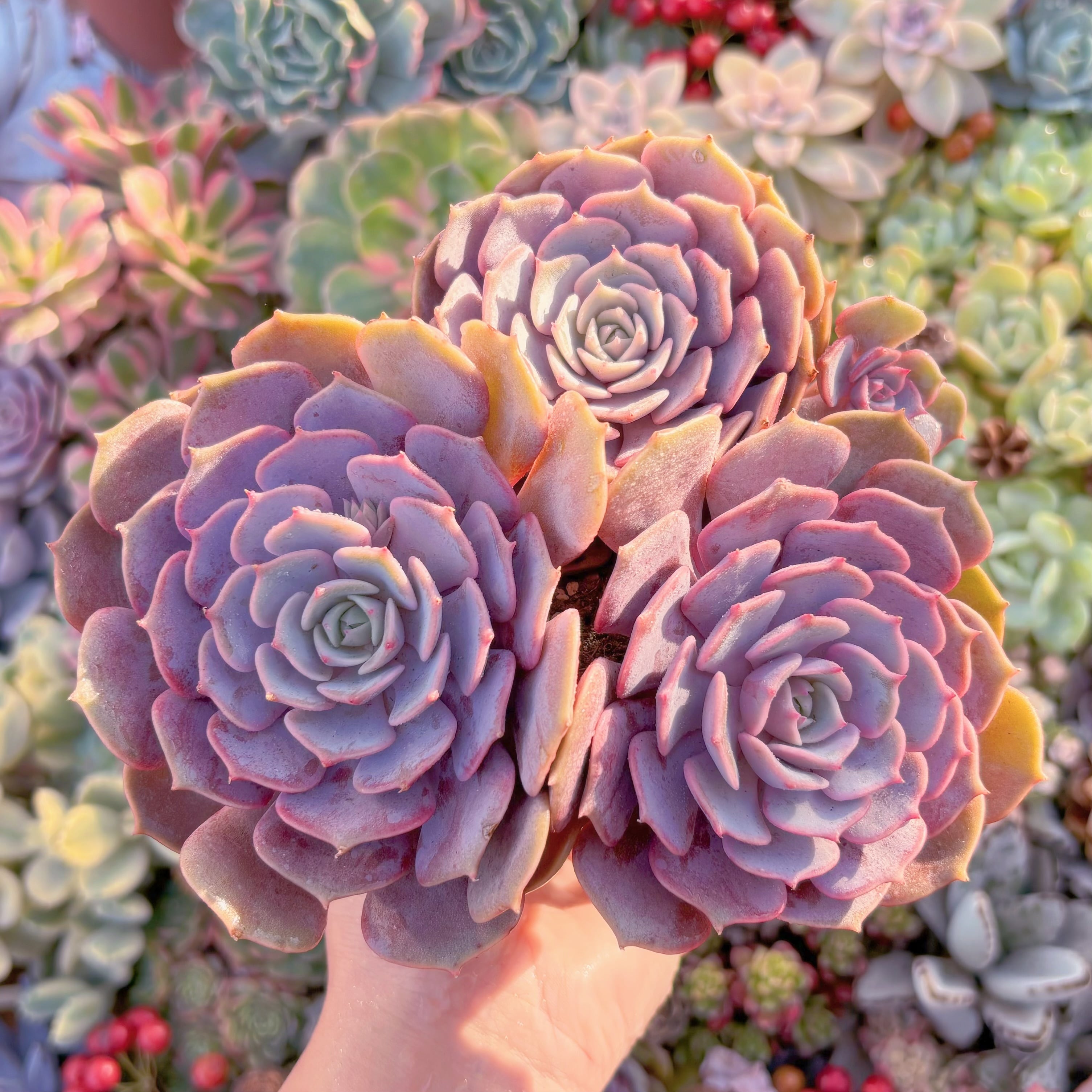 現品　ピンクローラ#765　新入荷　るる農園