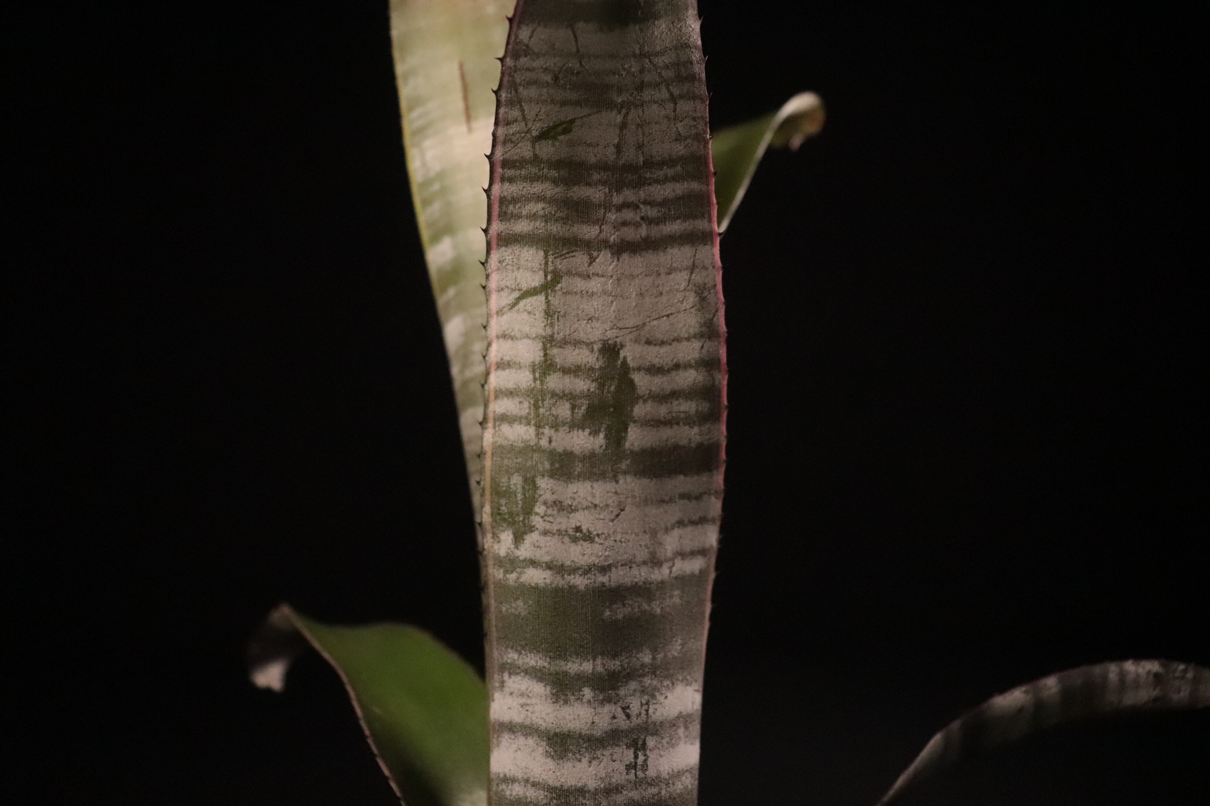 ビルベルギア　ラルフグラハムフレンチ　８a5200b　エクメア　ネオレゲリア ビルベルギア ラルフグラハムフレンチ 8a5200b エクメア