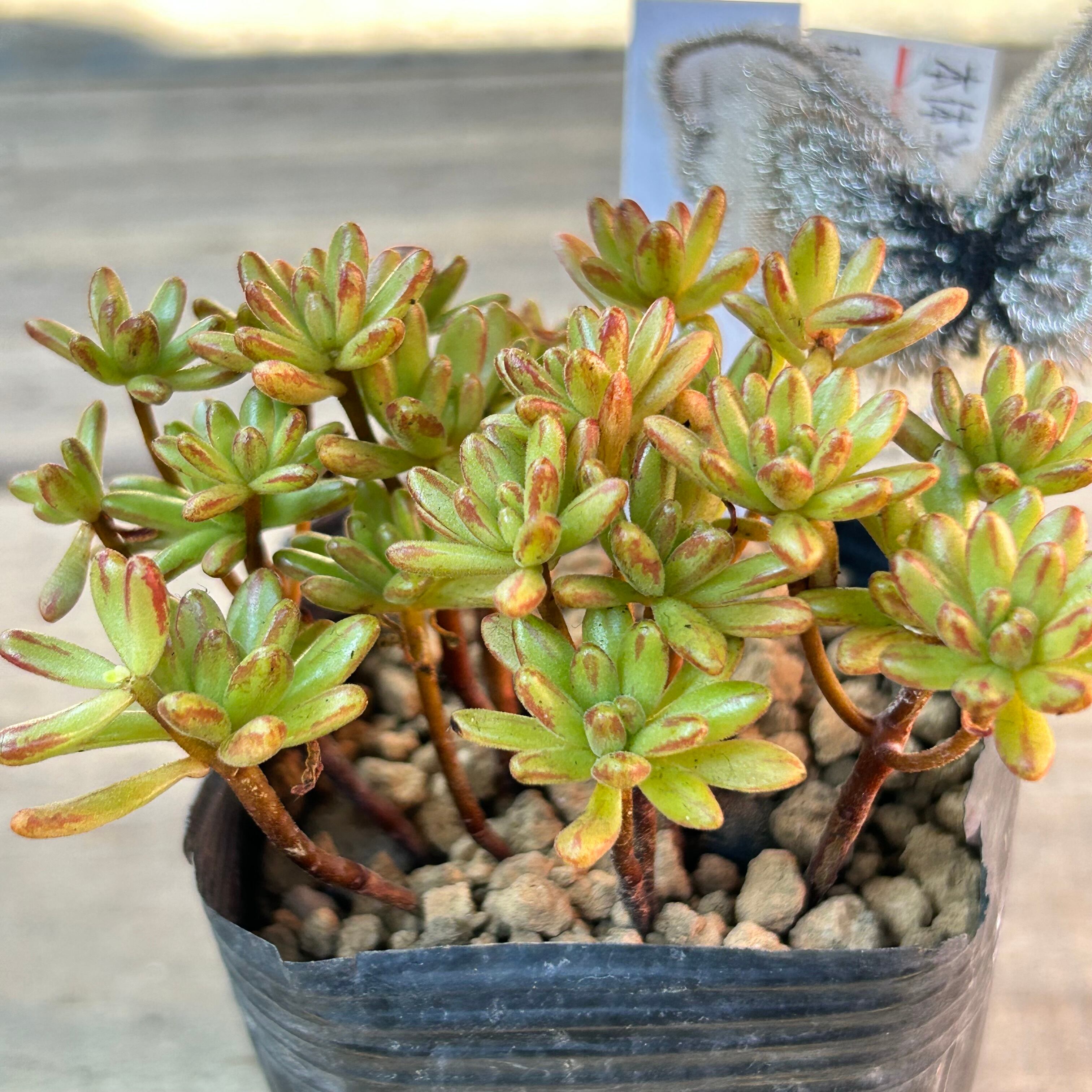 多肉植物 アエオニウム 小人の祭り 抜き苗 多肉植物 小人の祭り 抜き