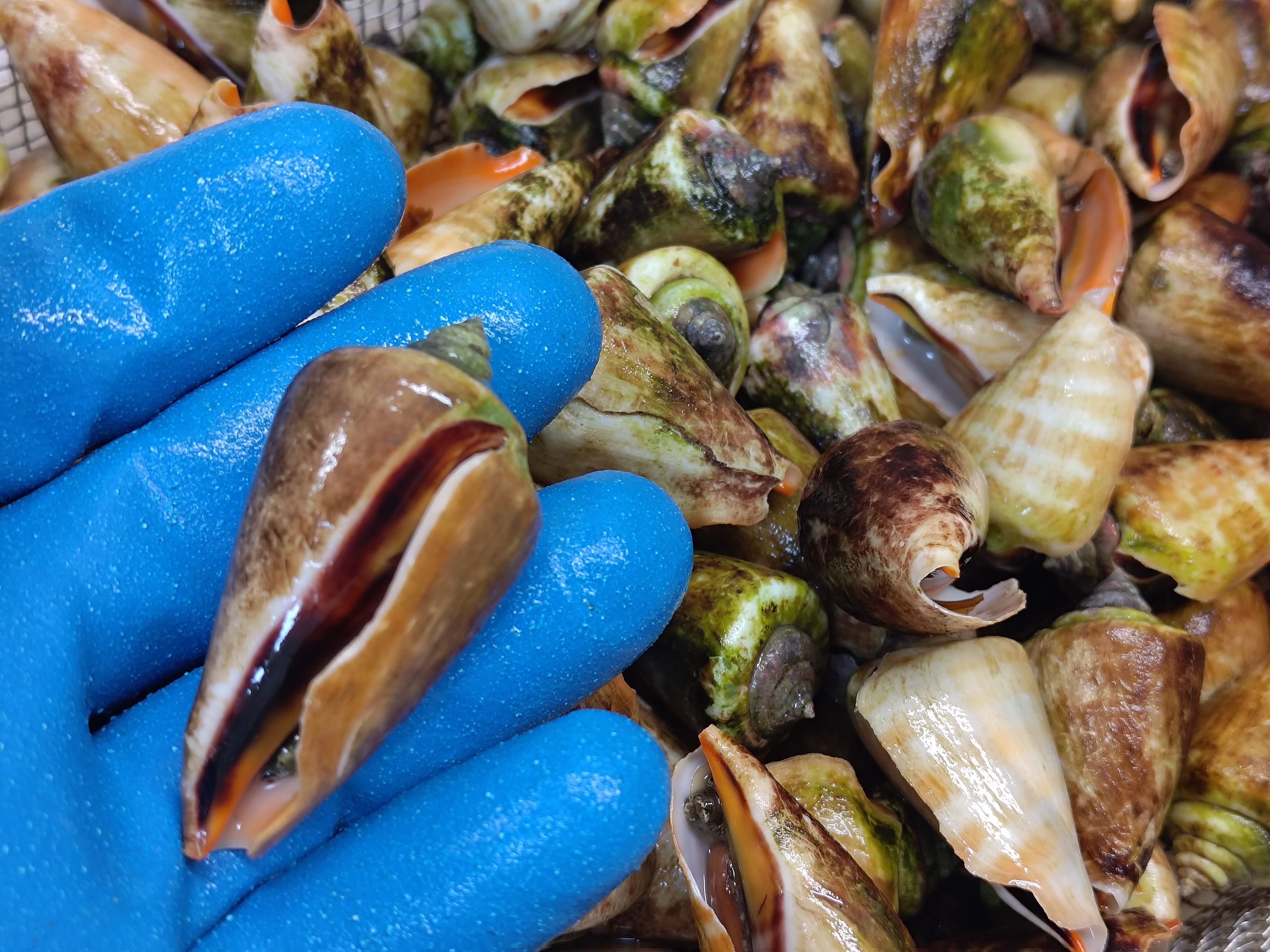 貝 謹製】チャンバラ貝/マガキガイ/特大サイズ/酒茹で/500g【冷凍