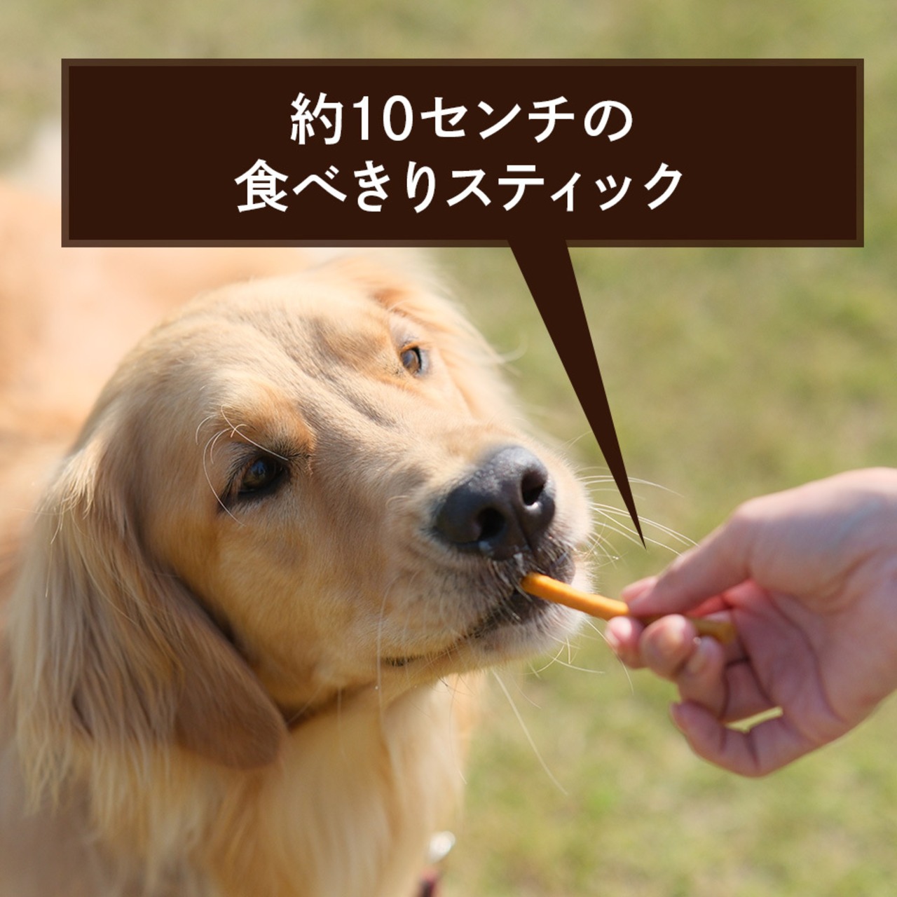 コピー：コピー：コピー：【送料無料】カテキンジャーキー 4個セット｜ 犬用おやつ/ドッグフードのペットフードショップ ホウワ