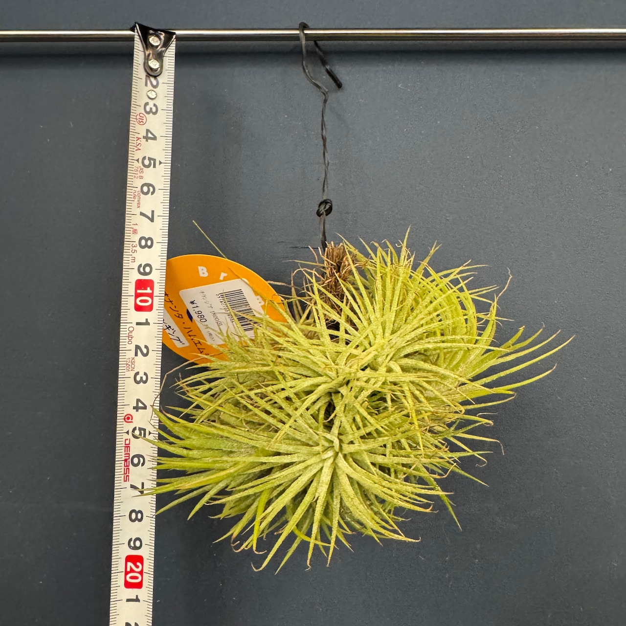 チランジア ハムエムラ ハンギング【926】