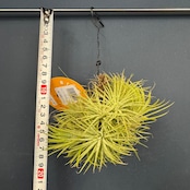 チランジア ハムエムラ ハンギング【926】