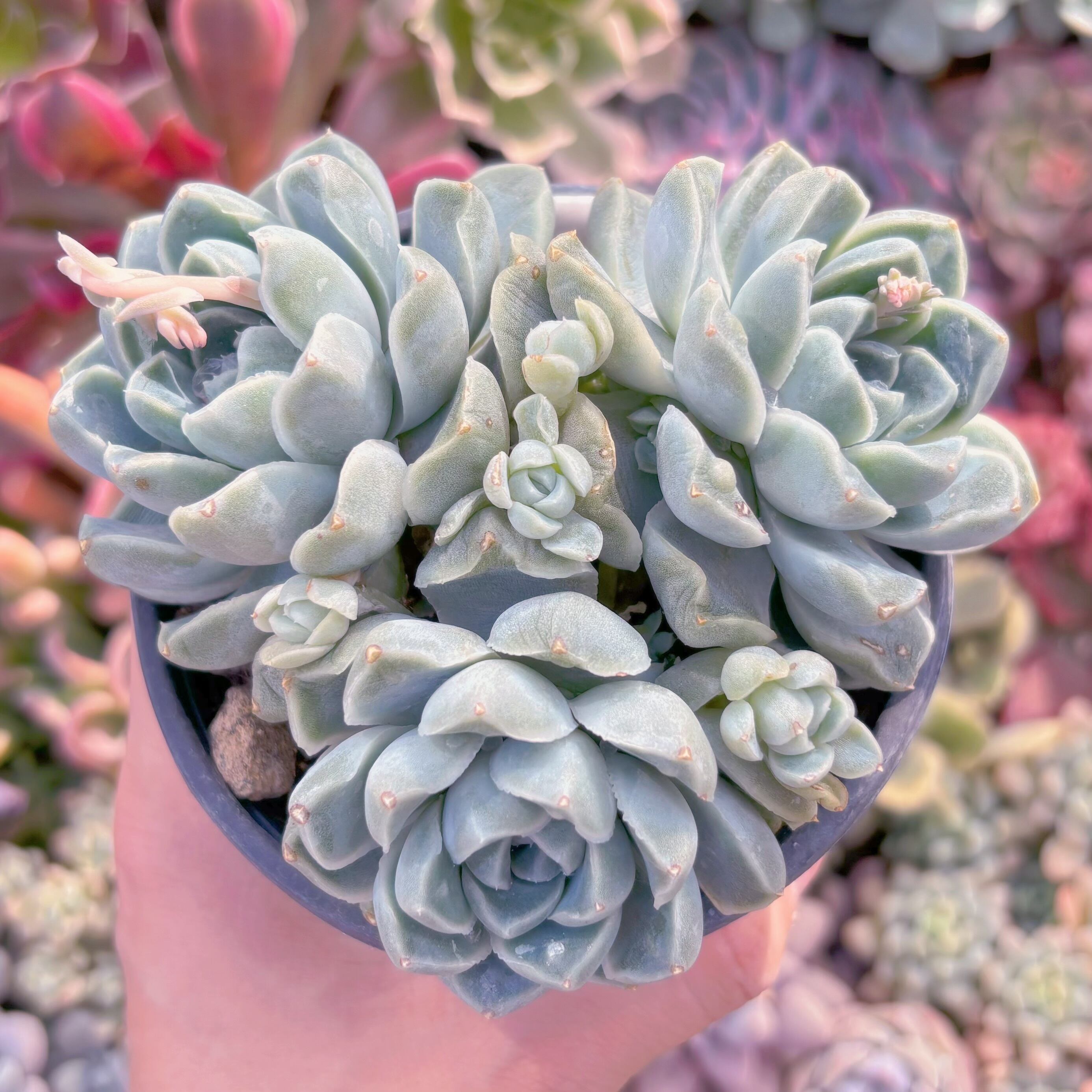 現品　Dodoli#726　新入荷　るる農園