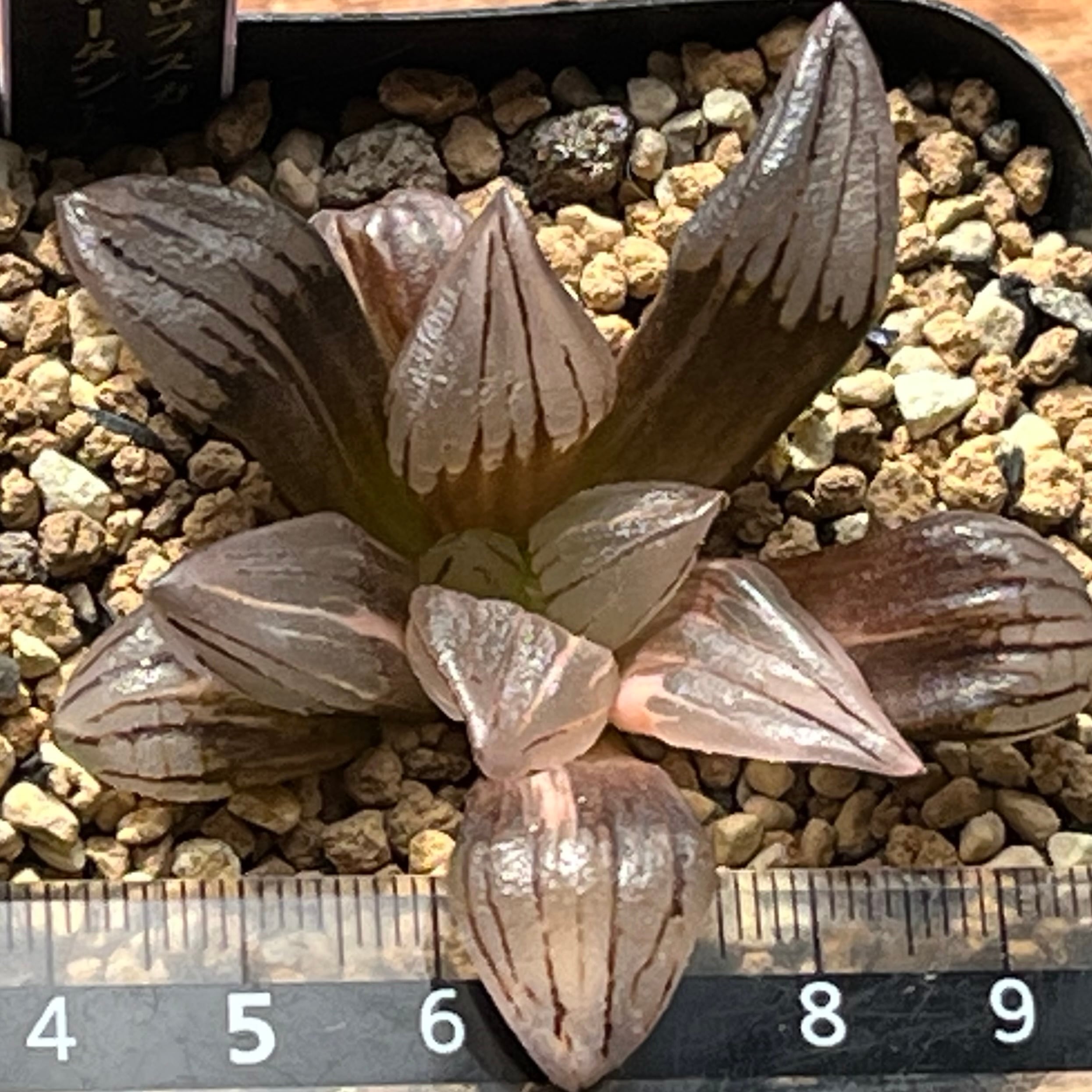 ハオルチア アトロフスカミュータント錦 | mocono_plants