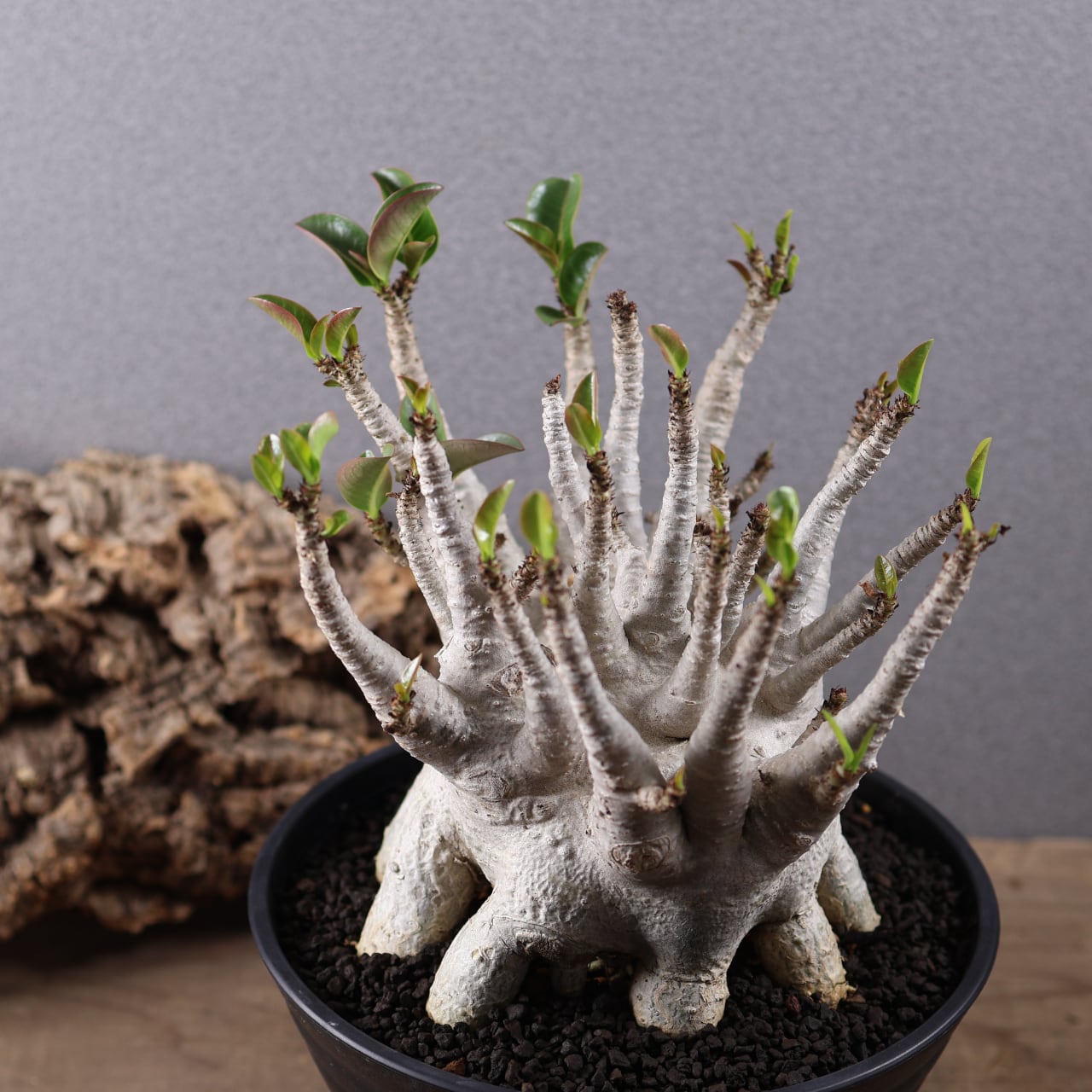655『特大アデニウム アラビカム』観葉植物【送料無料】 | MARX PLANTS