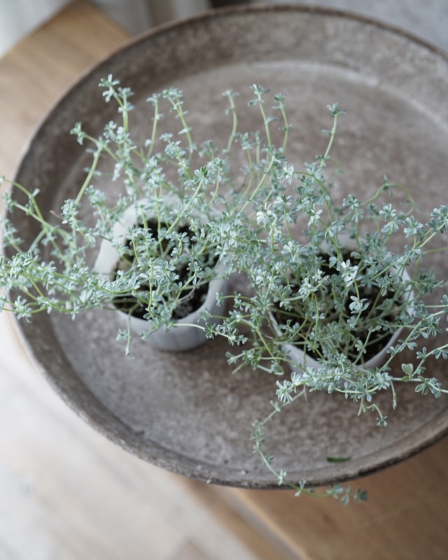 ロータス　クレティクス　３号