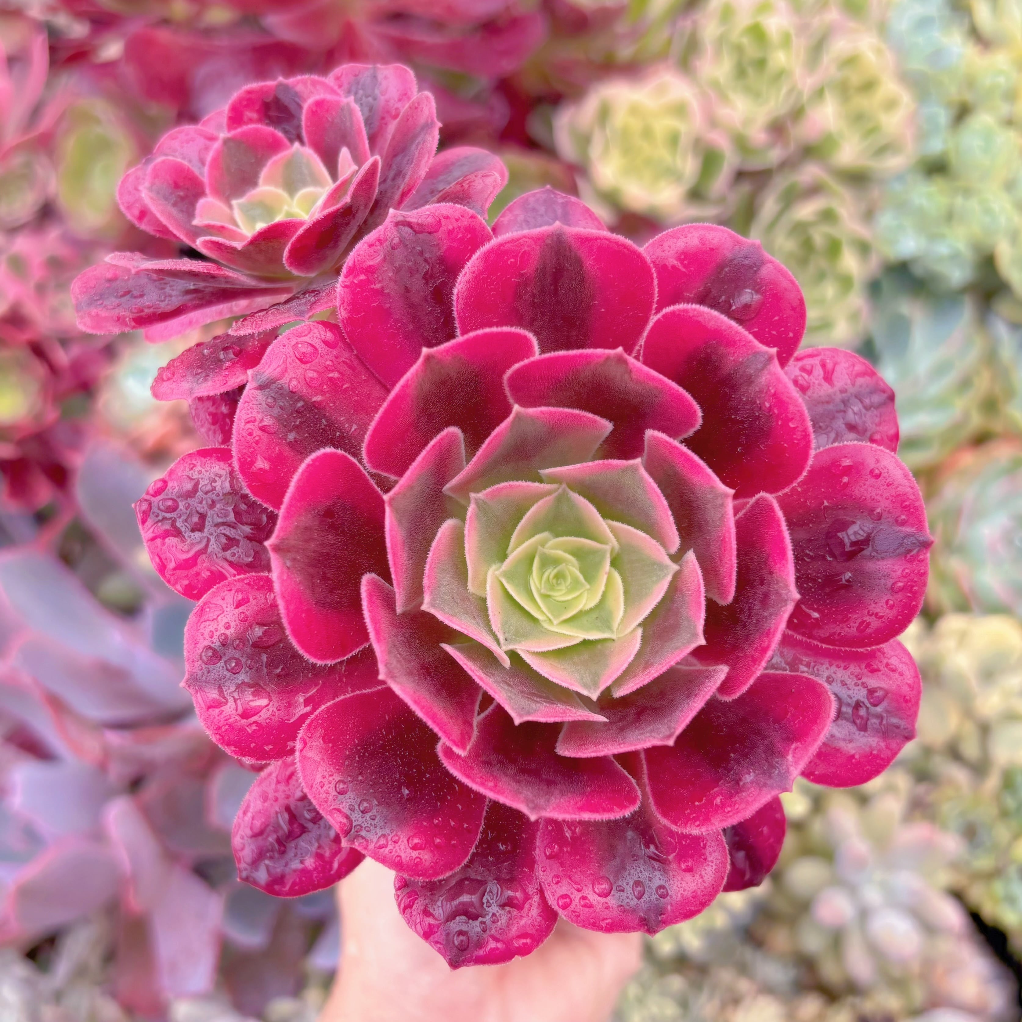 現品　メデューサ#D16　群生　るる農園