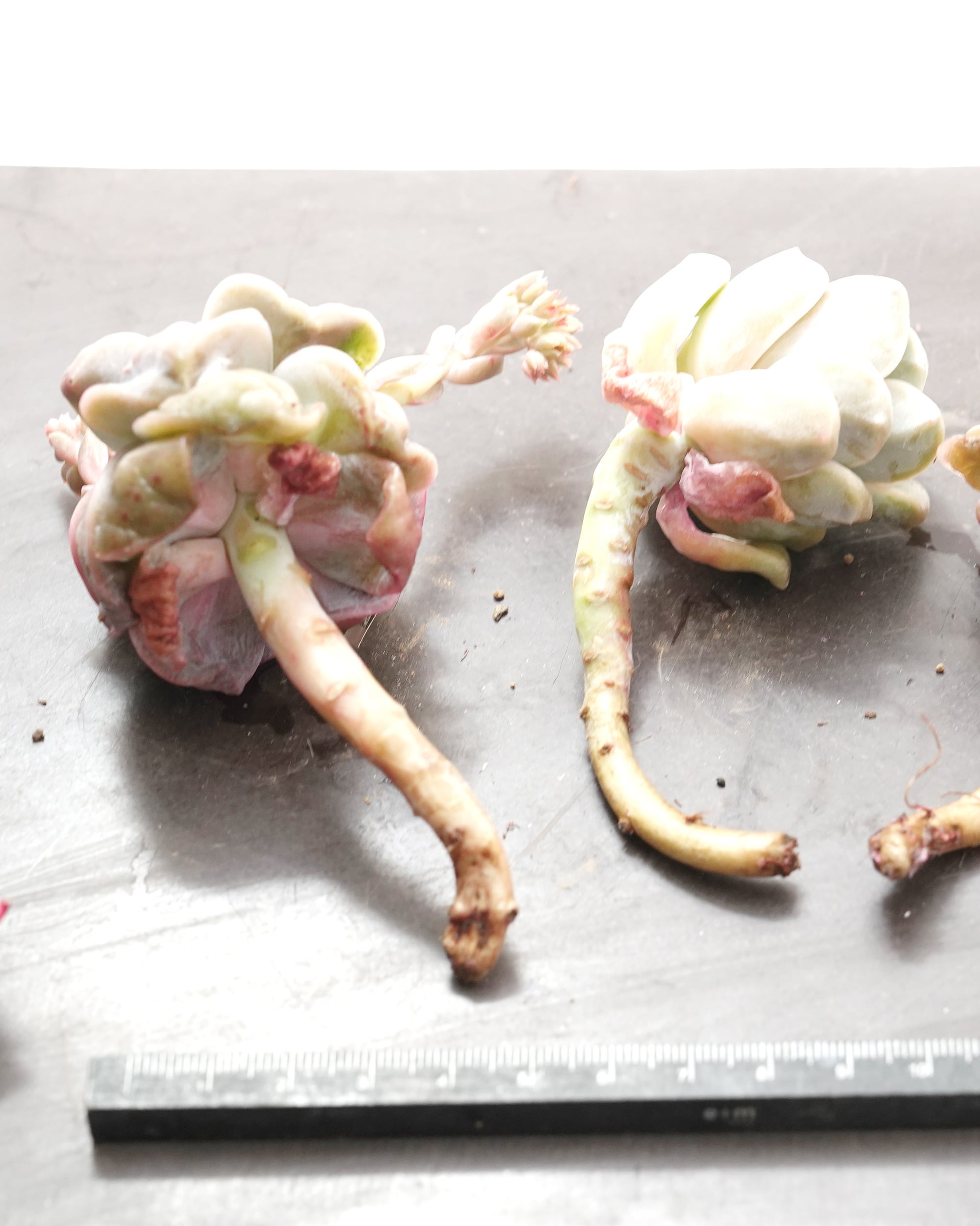 カット苗 ラブリーローズ ドロップス Echeveria 'Lovely Rose Drops