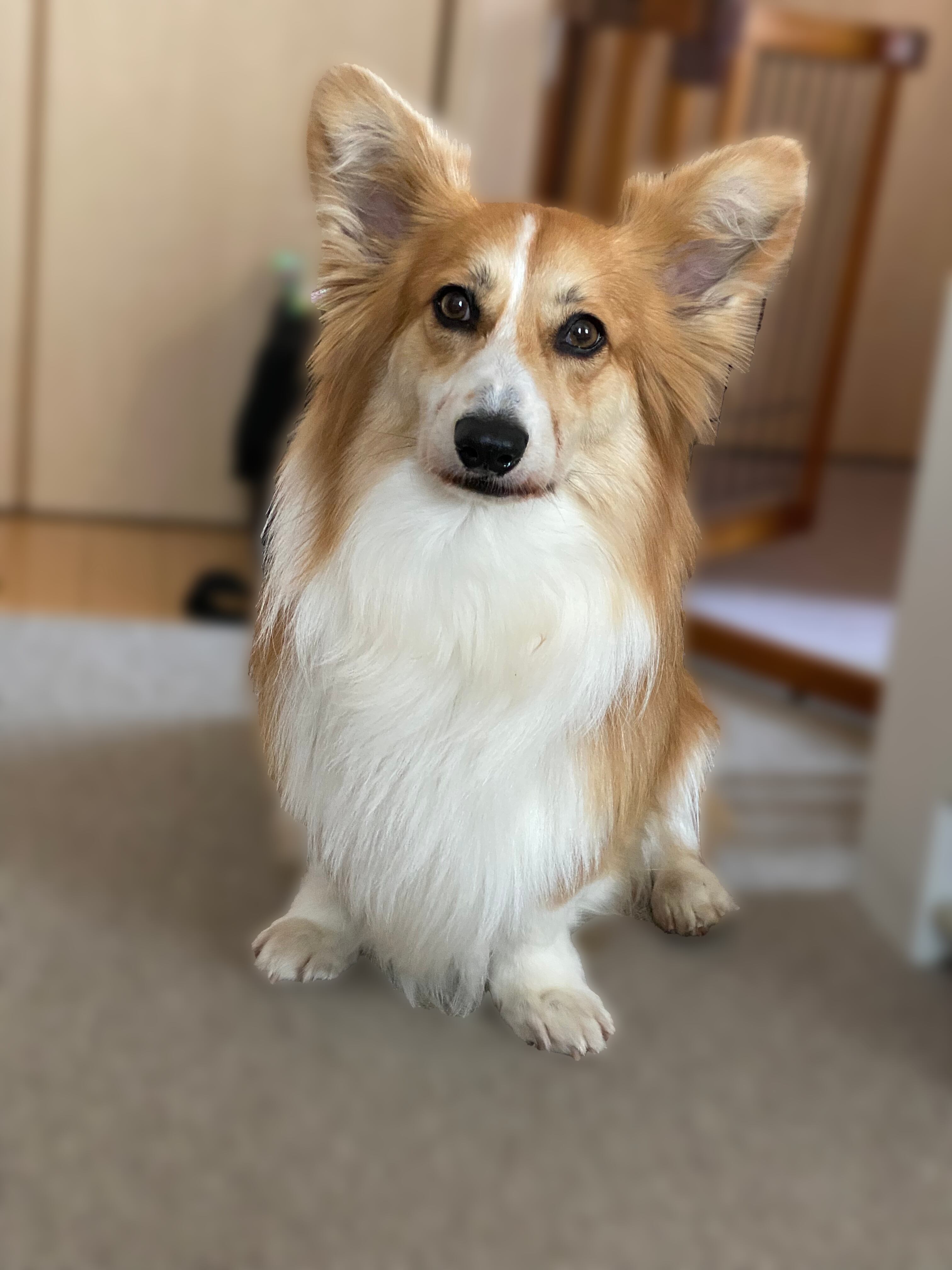 犬オーダー作品例】コーギー05 三角ベース型 | うちの子のけだまだま 