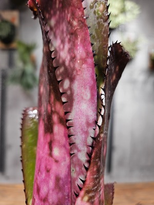 Billbergia.berry blast【artPLANTs/PLANTS GARAGE】   ビルベルギア/Billbergia