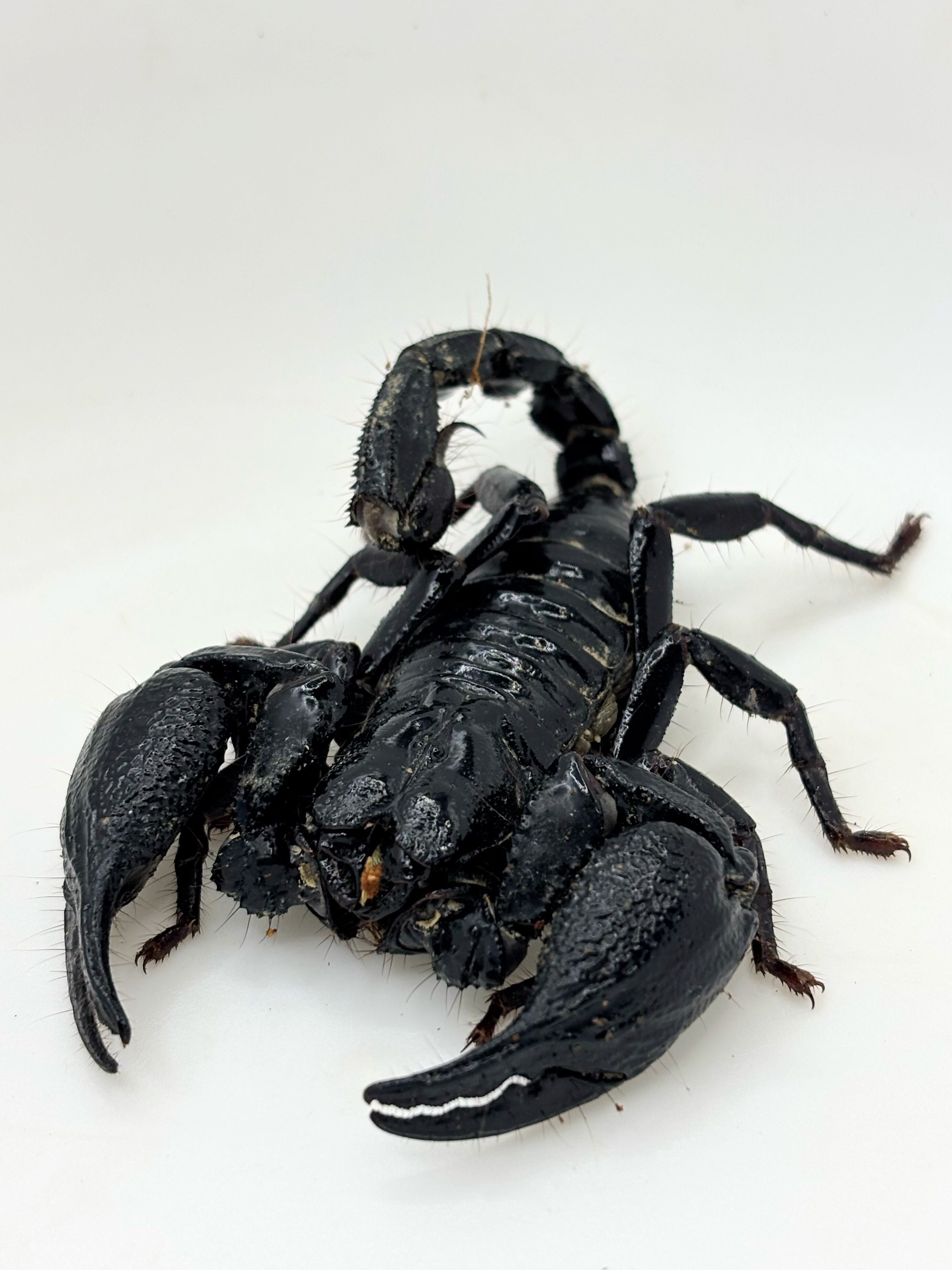 オオエンマハンミョウ 1匹 | まるころ商店〜まるくてころころした