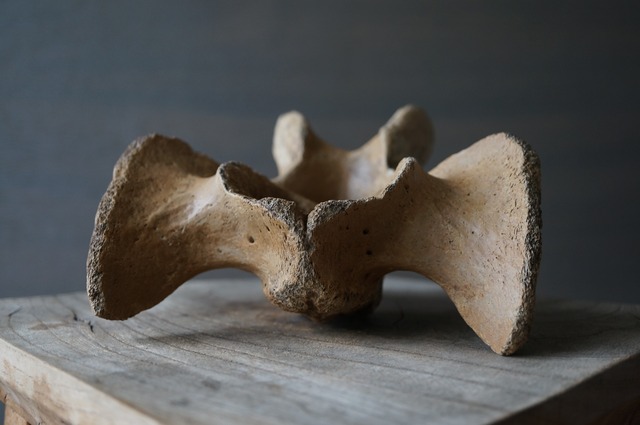 黒龍江省産古代大型哺乳類脊椎骨  Vertebra 2393