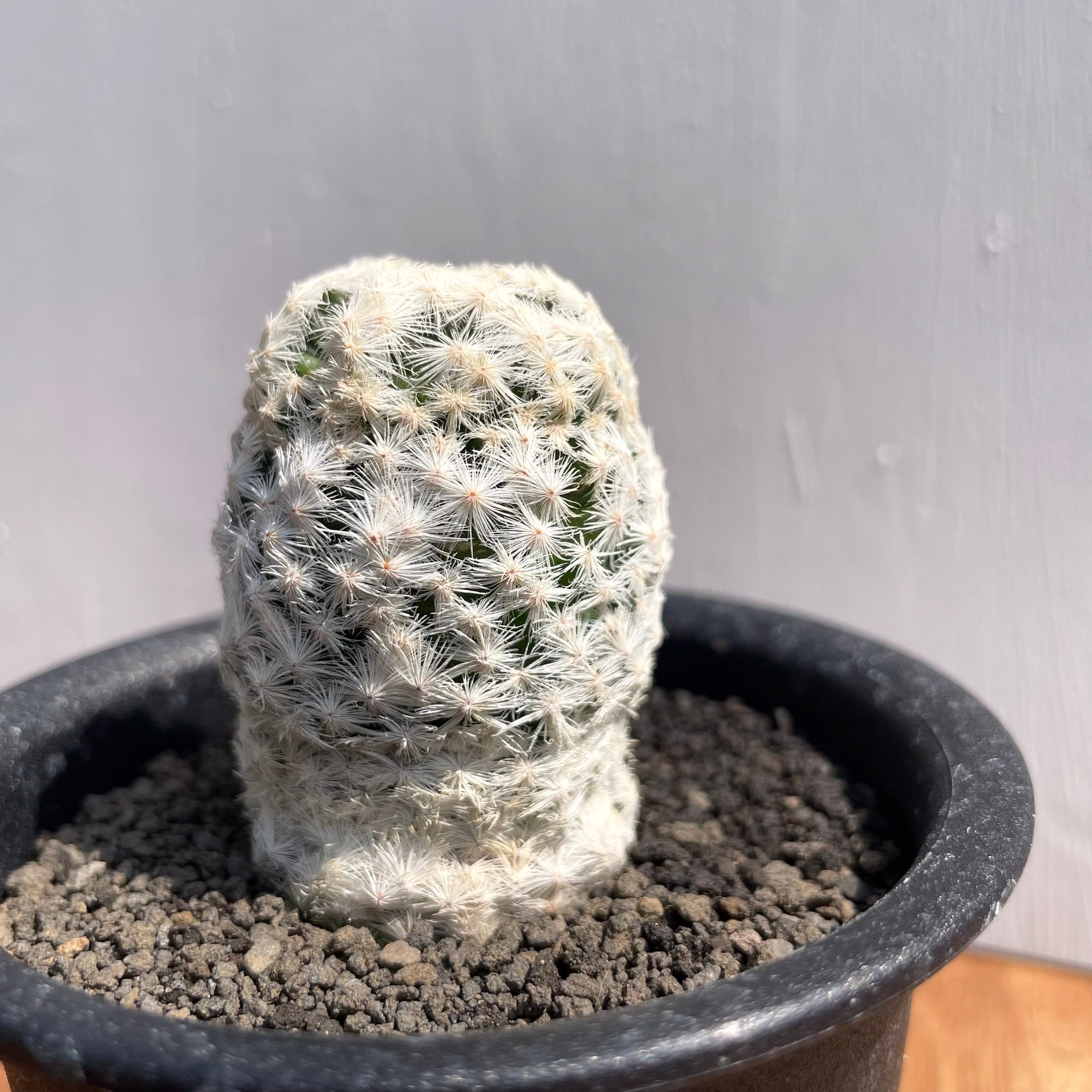 Mammillaria herrerae【マミラリア・大文字白鳥】 | RIMO'S GREEN