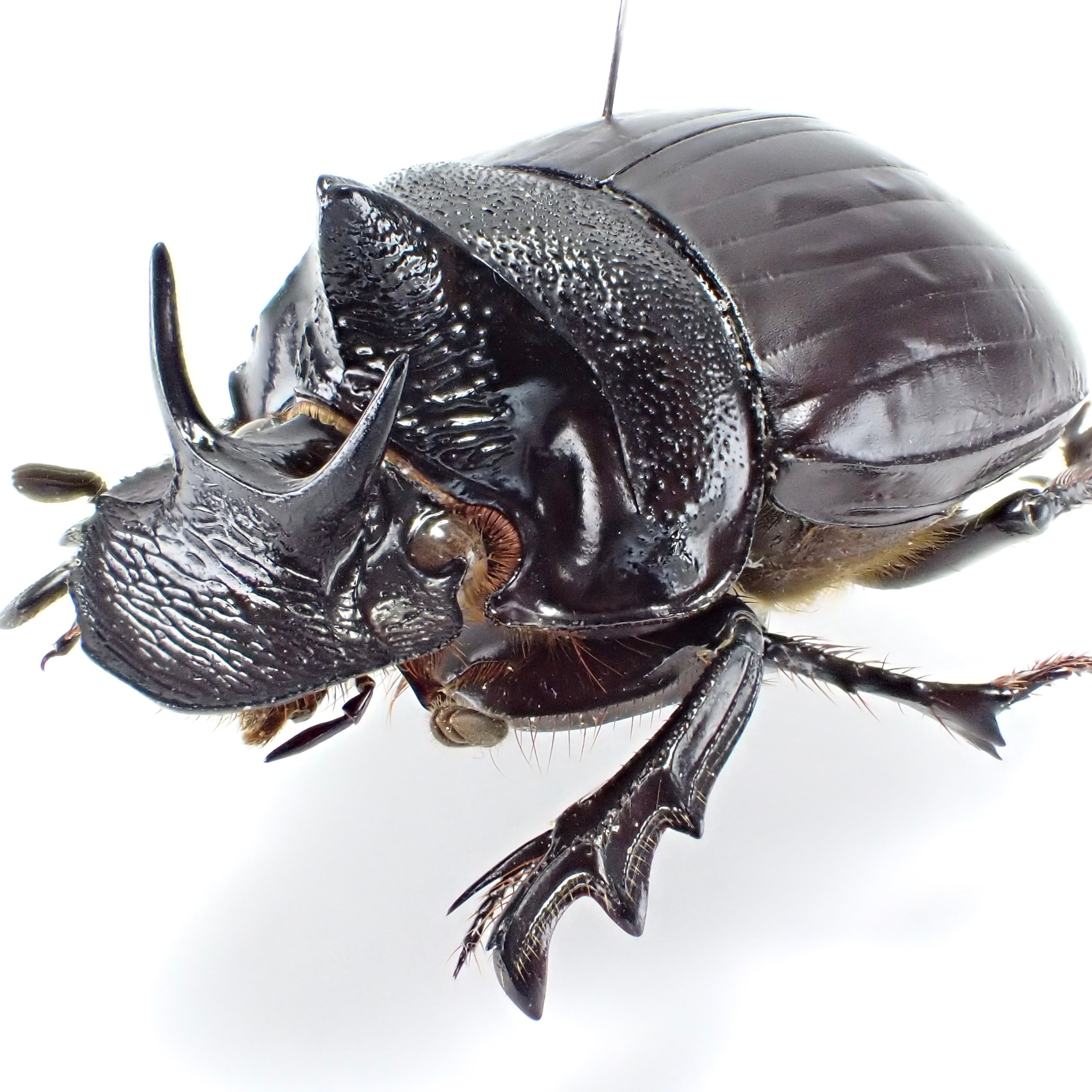 昭和時代ウンテンジ昆虫標本 緩やかな弧を描くガラスカバーに包まれた 時代物 中国産 Synapsis davidis 1ex 34mm | 昆虫標本 Diggers & Rollers