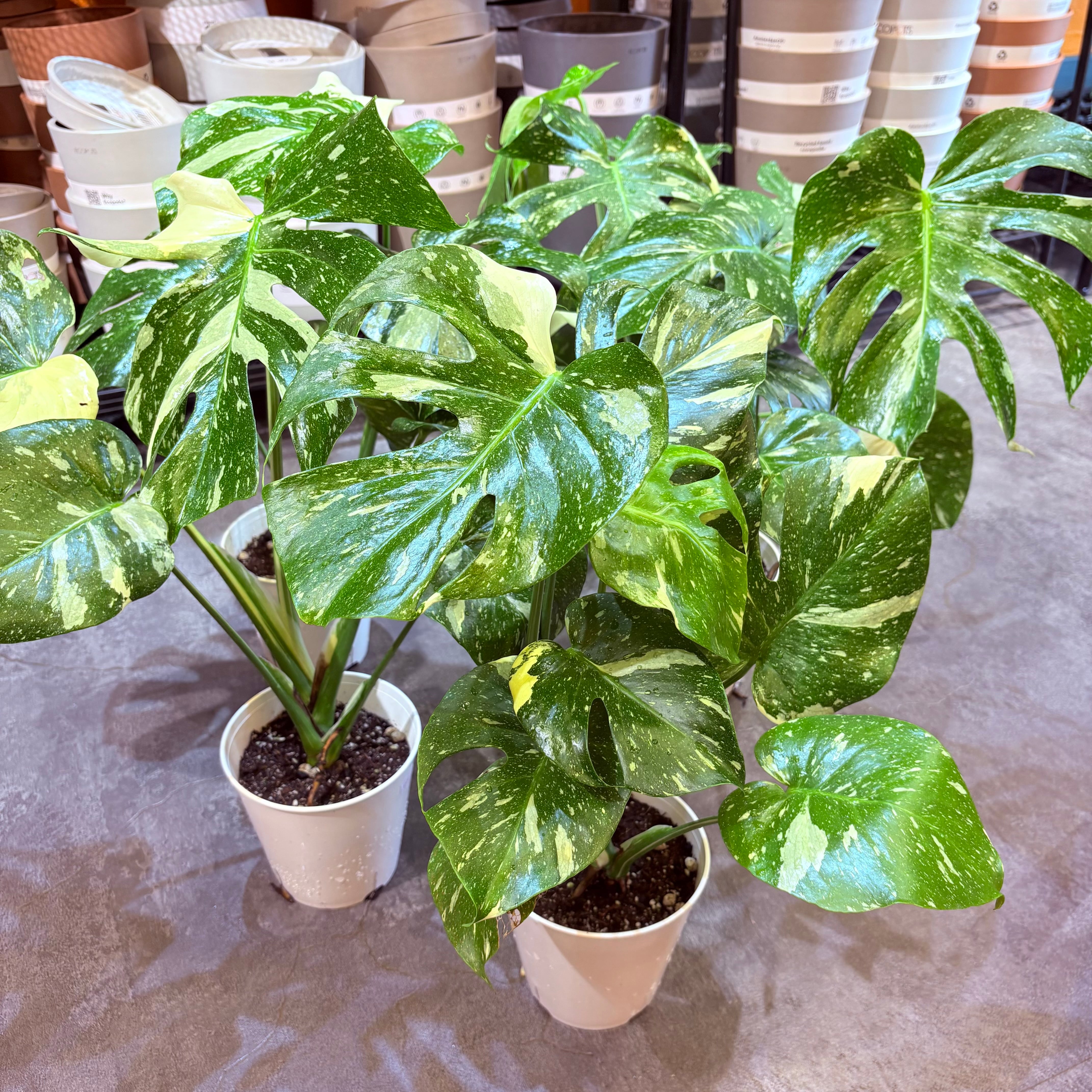Green Vibes 宇都宮市の観葉植物専門店
