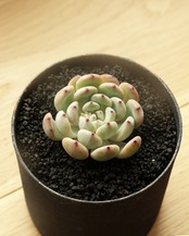 カット苗 ルビーザラコーザ Echeveria 'Ruby Zaragozae'