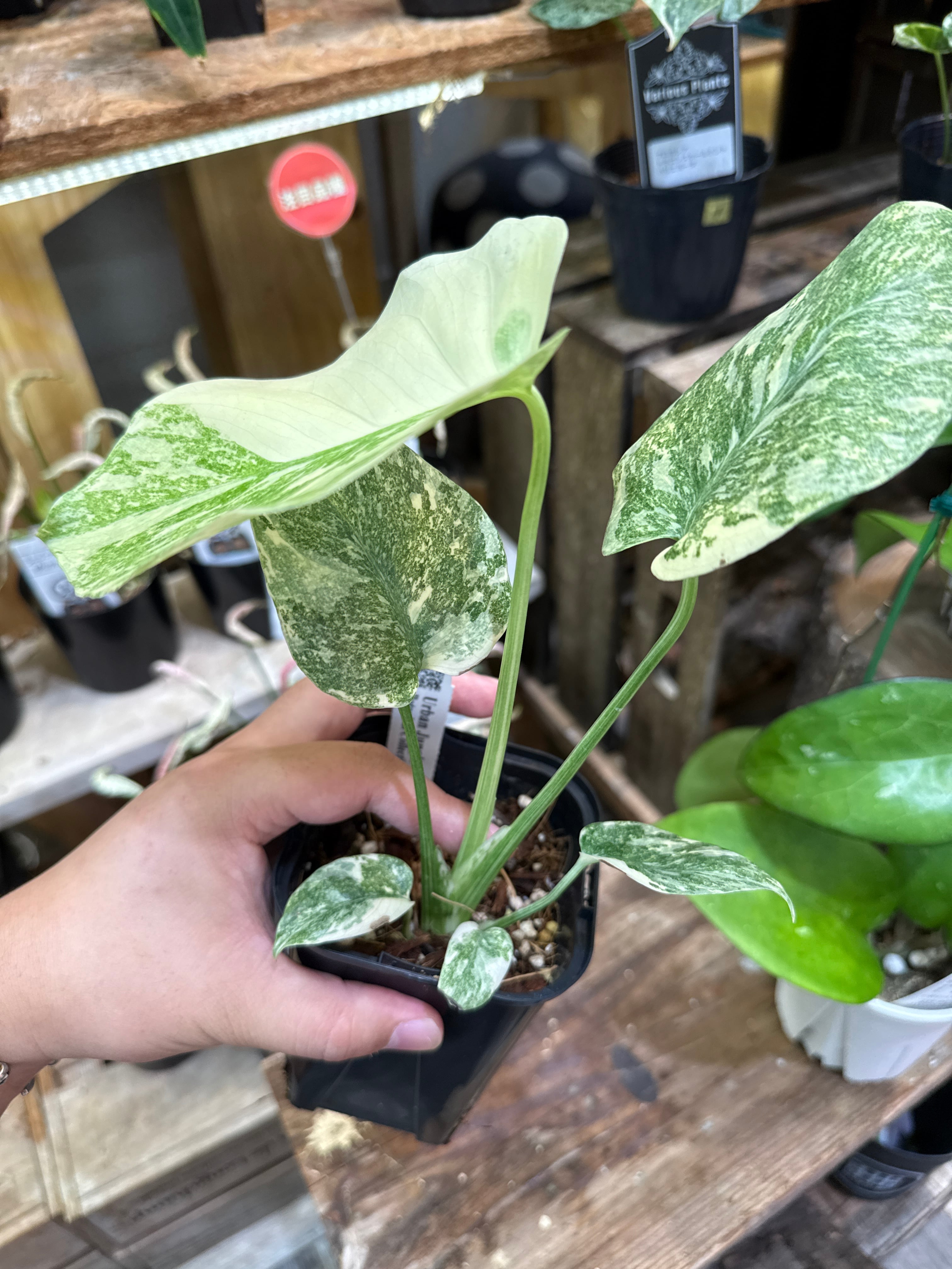 12. モンステラ デリシオサ グリーンスノー / Monstera D. 'green snow