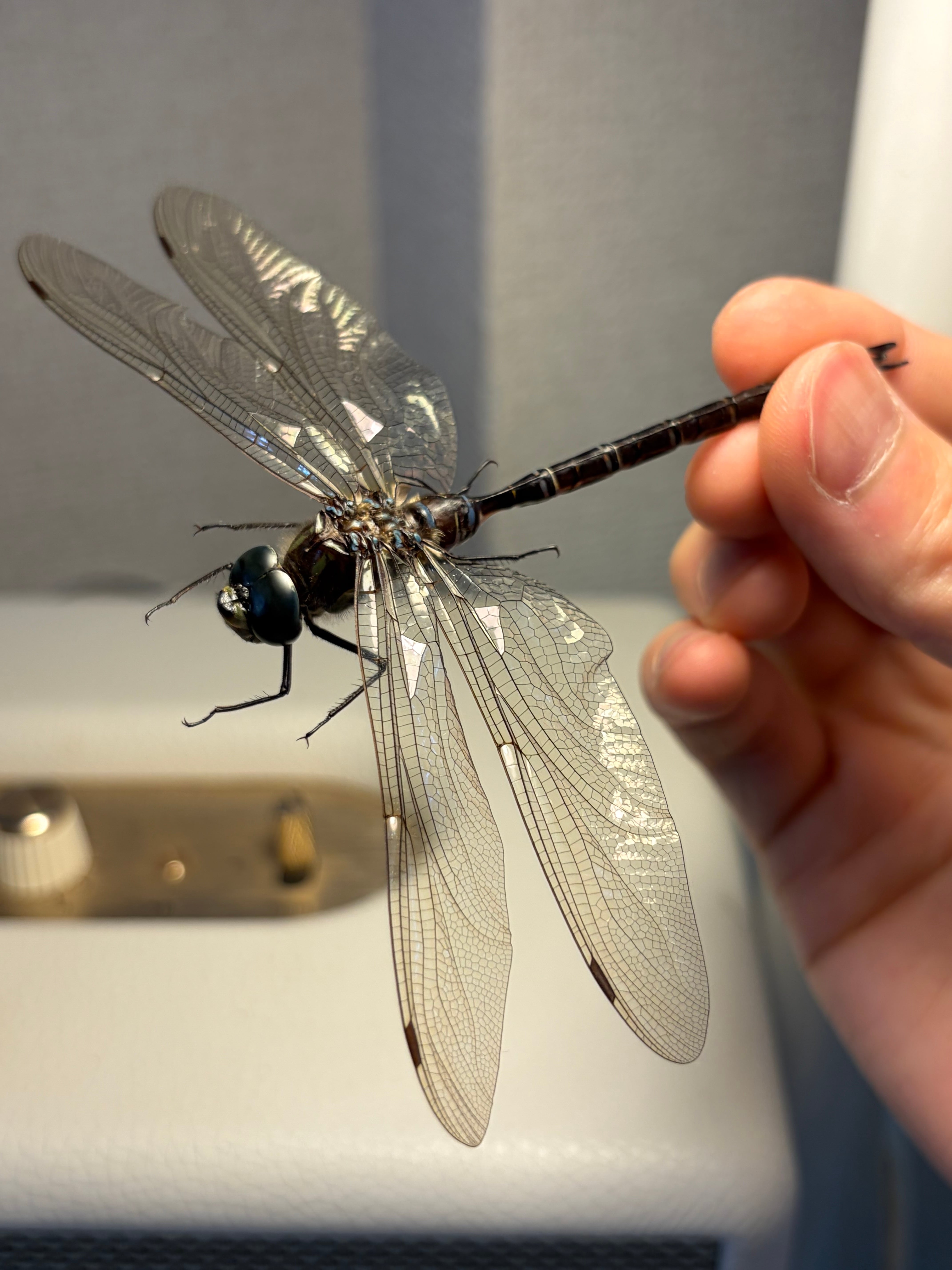 種小名付】Acanthacorydalis fruhstorferiオオキバヘビトンボオオアゴ