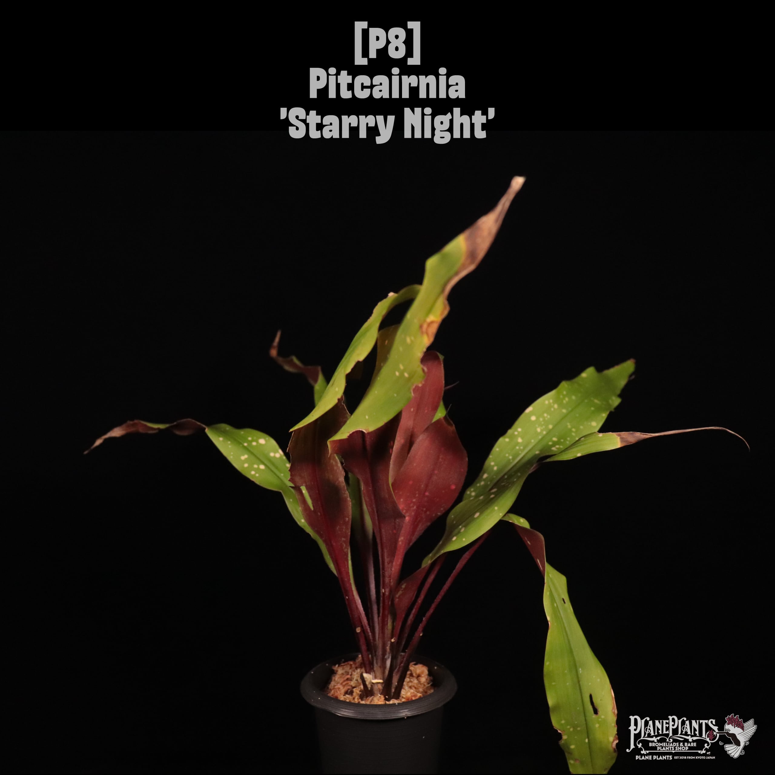 Pitcairnia 'Starry Night'〔ピトカイルニア〕P8