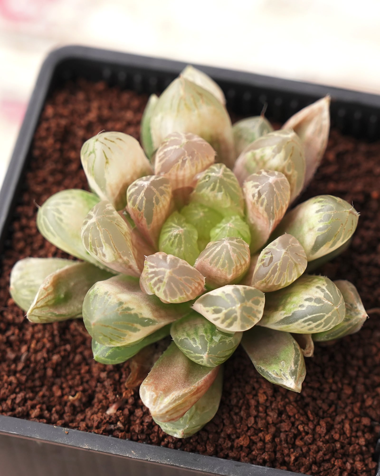 カット苗 ハオルチア 玉露 Haworthia 'Gyokuro' | PUKUBOOK SUCCULENTS
