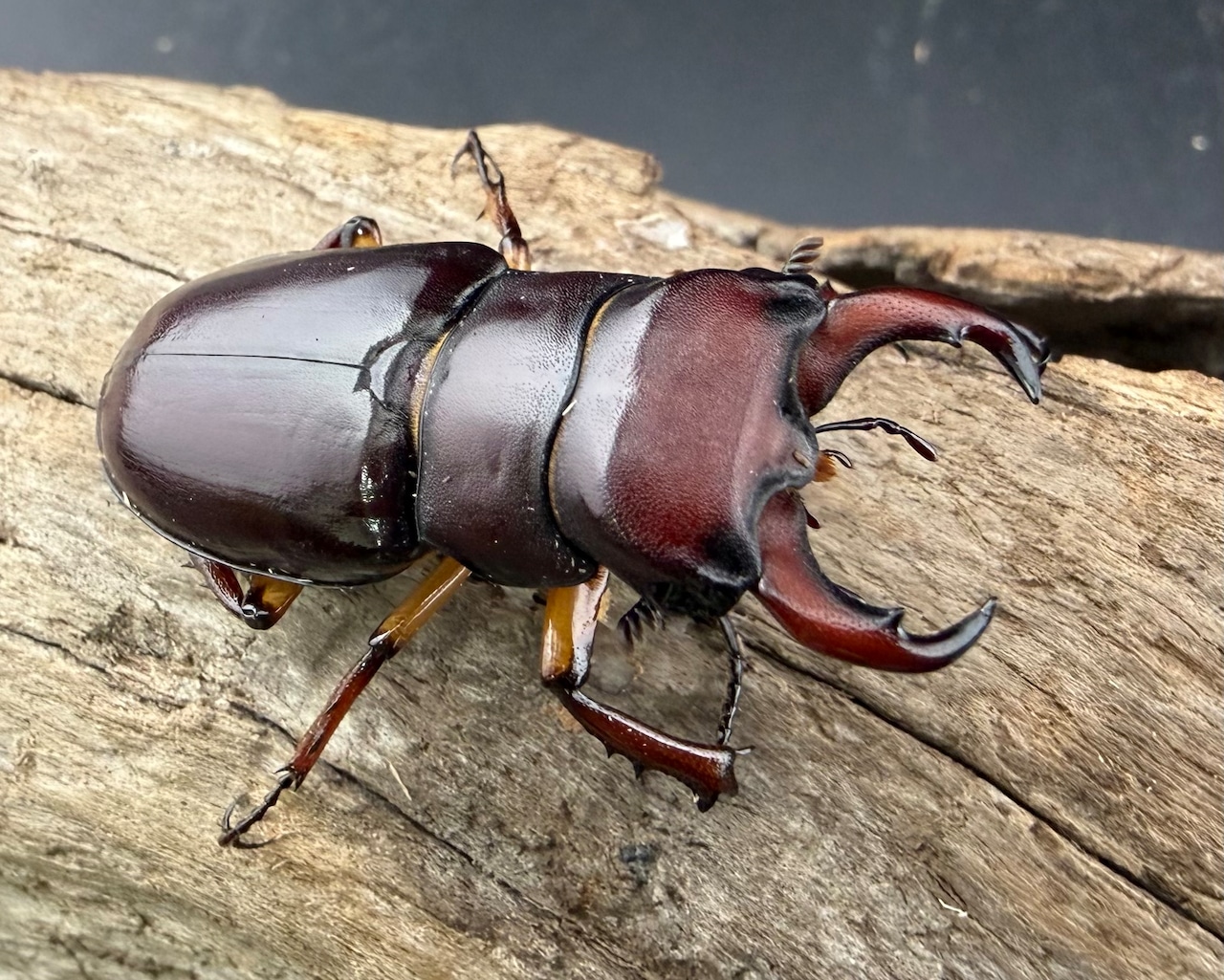 《カプレオルスミヤマクワガタ 38mm ペア》