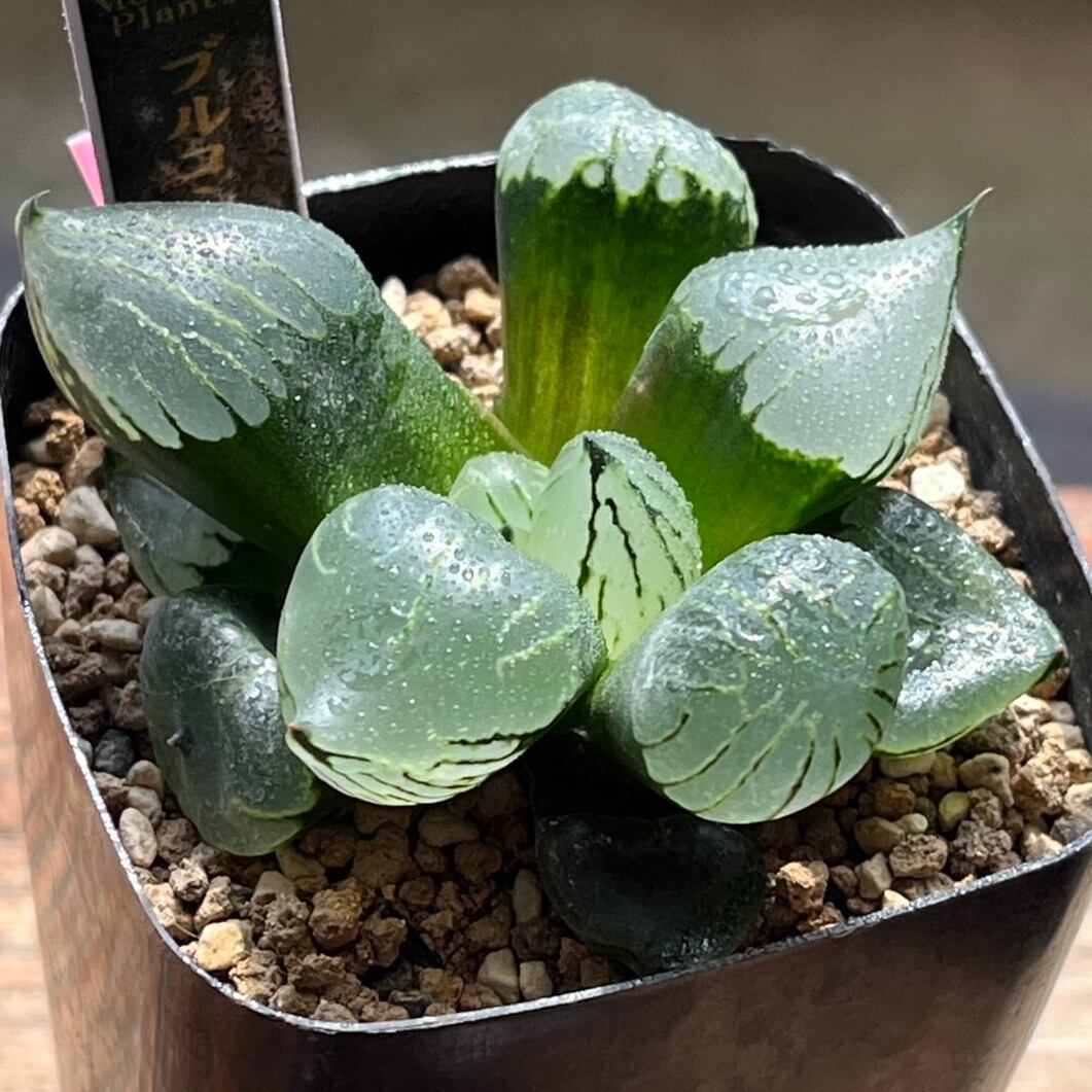 ハオルチア ピグマエア錦 多肉植物 ハオルチア 丸葉ピグマエア錦