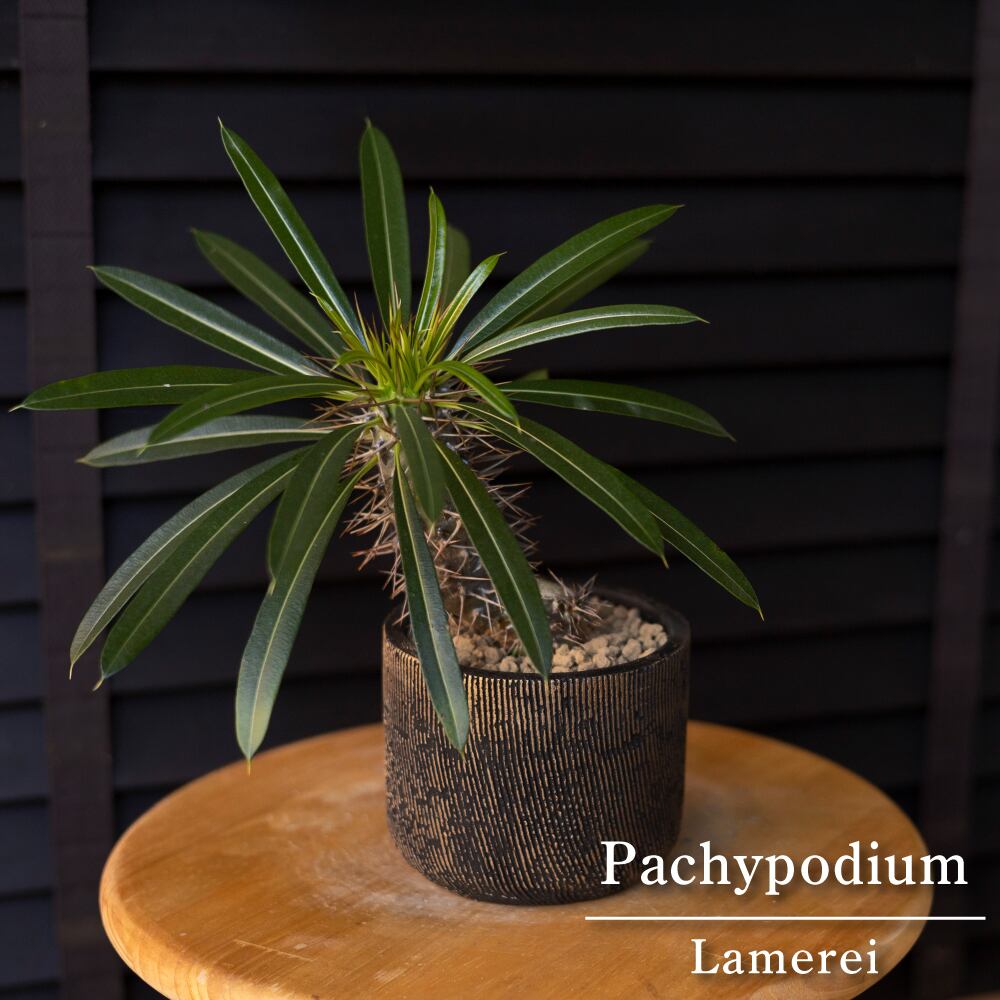 パキポディウム 3号 ラメレイ コーデックス 塊根植物 ラメリー