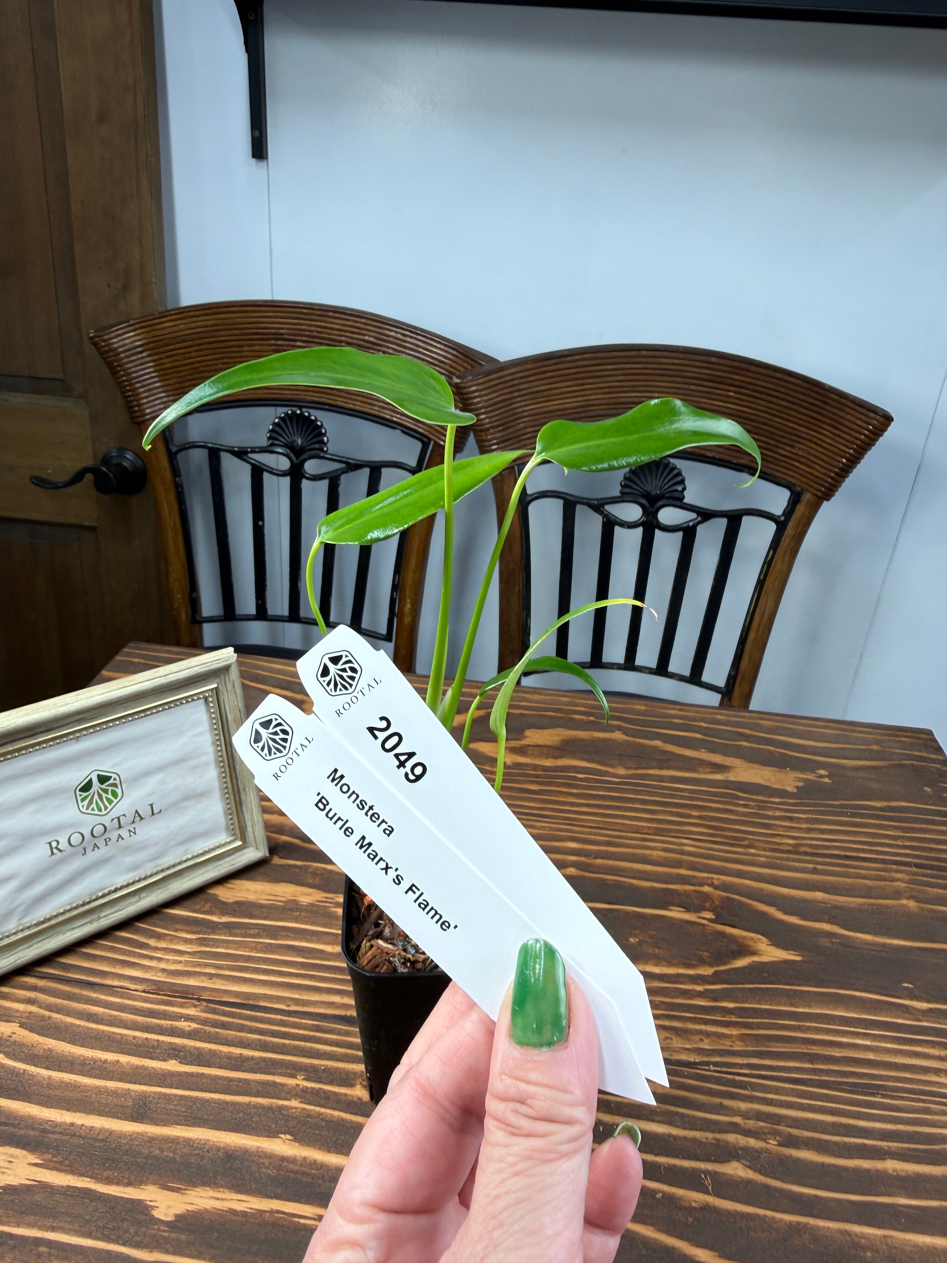 M*j様 新春スペシャル モンステラ ポンポン tc 観葉植物 – RARE PLANTS