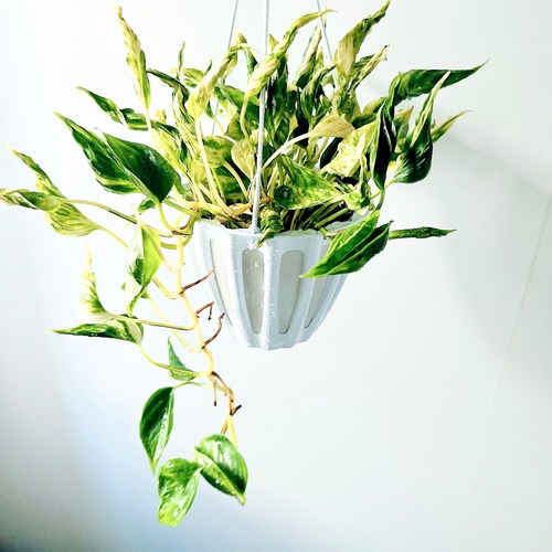 《希少》ポトス テルノサンシャイン 登録品種 ハンギング 観葉植物 calmcafe
