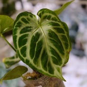 アンスリウム ドラヤキ × シルバーブラッシュ / Anthurium Dorayaki × Anthurium Silver brush⑯/ 観葉植物<育て方・花言葉>