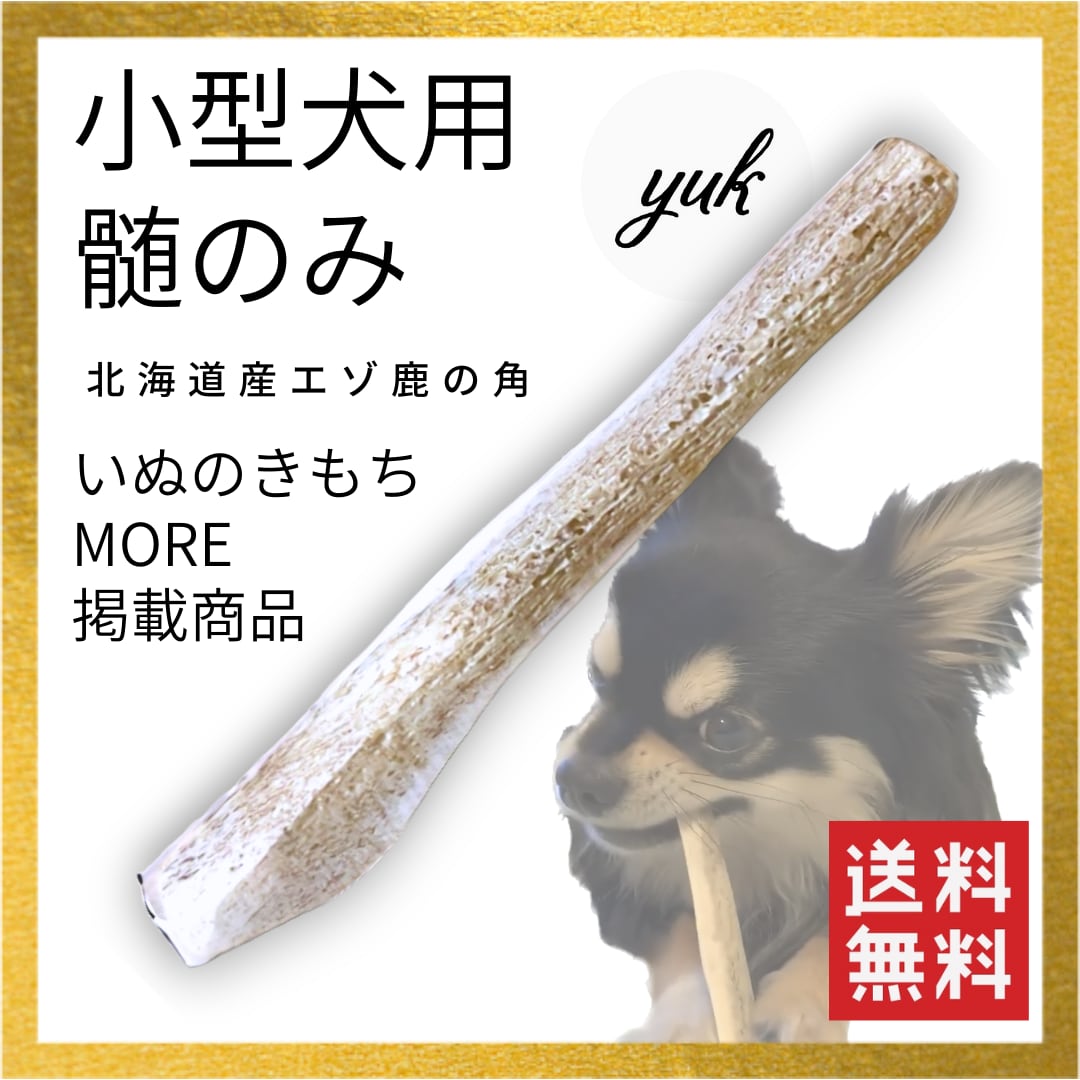 鹿角 鹿の角 鹿 ツノ 鹿のツノ 鹿ツノ 角 - 蝦夷鹿 公式通販 シカ 約