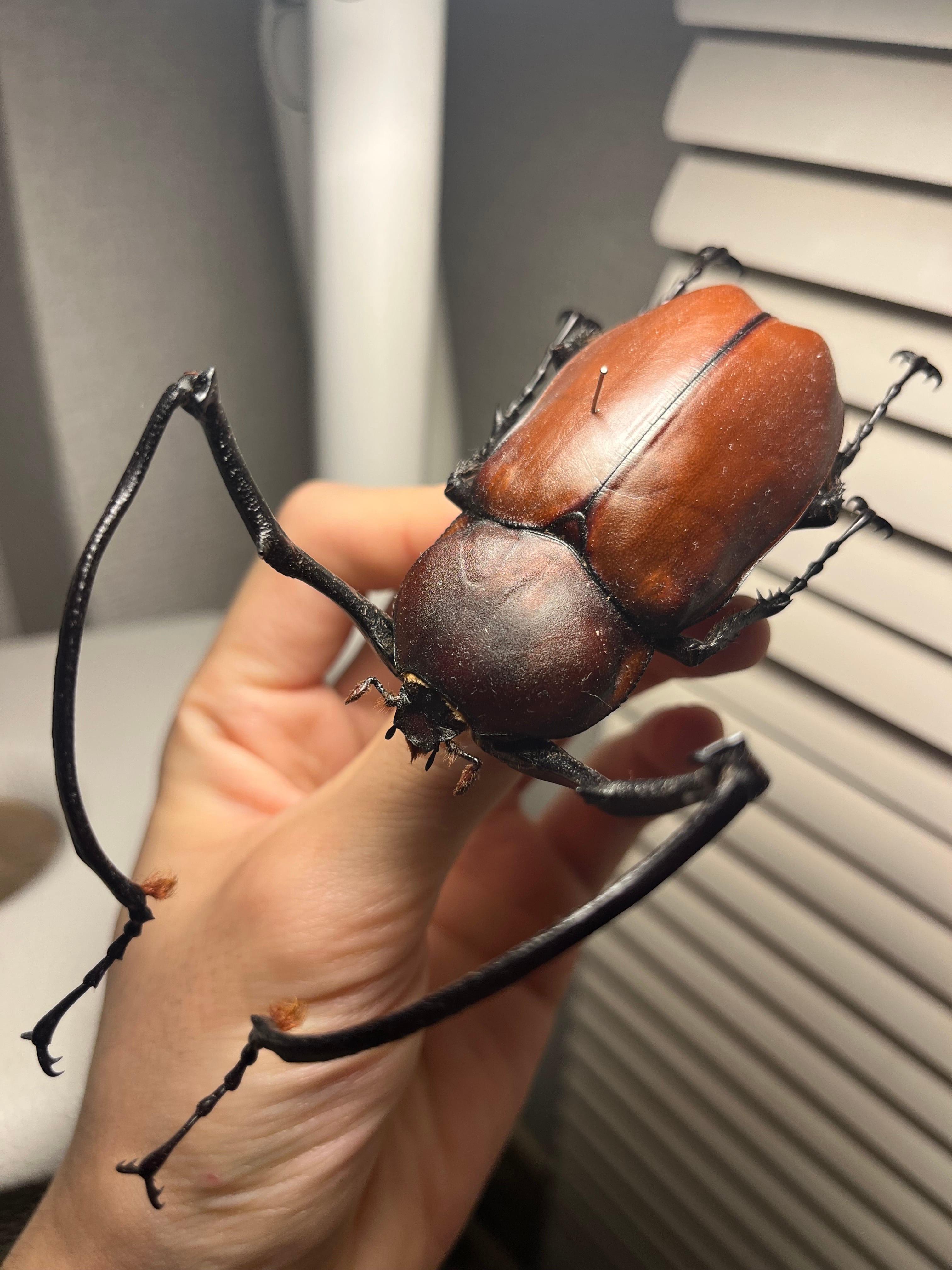 18mm】Pelidnota標本プラチナコガネ コガネムシ ハムシ 18mm