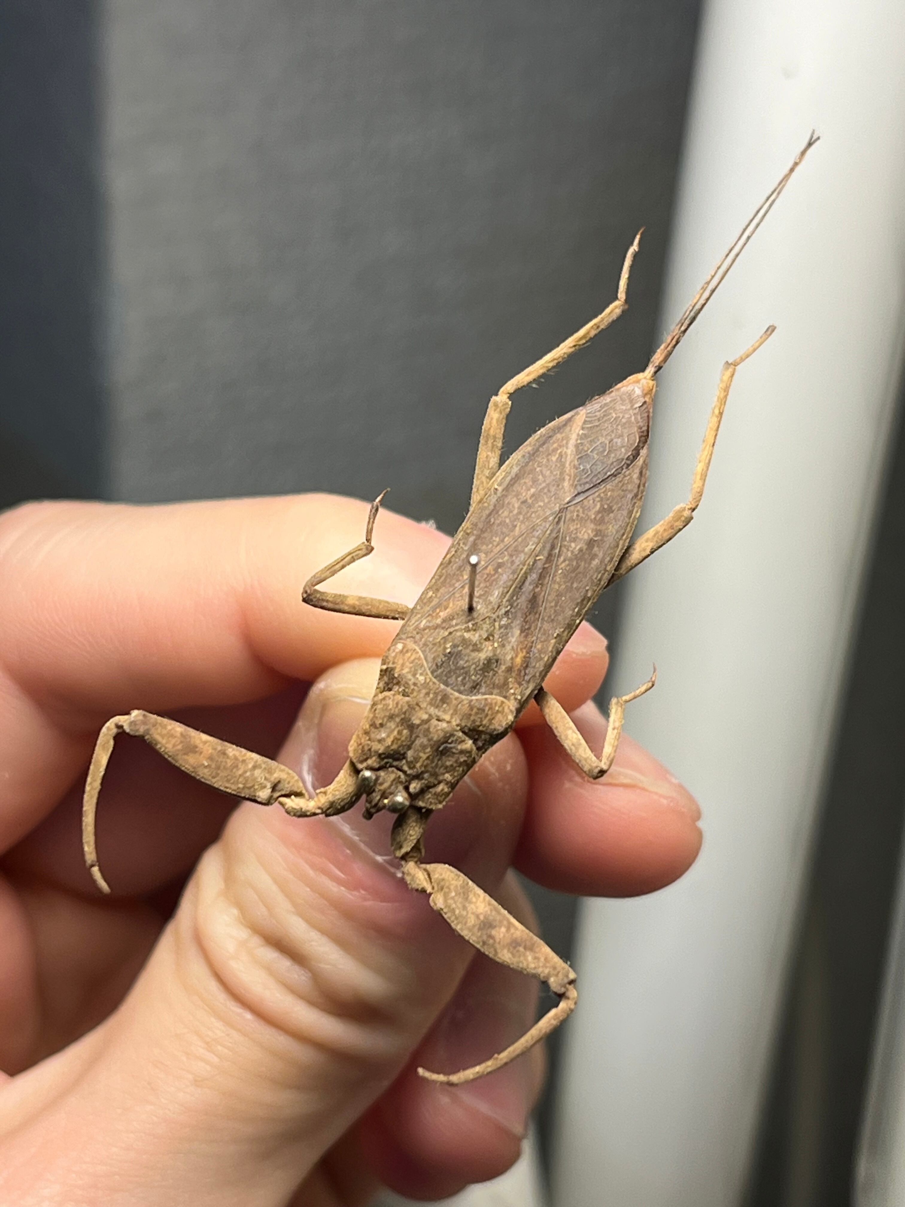 田亀最大種】ナンベイオオタガメの昆虫標本 タランチュラムカデ