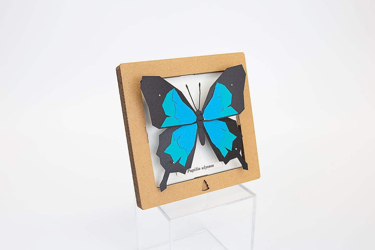 SQAR #01 Papilio ulysses オオルリアゲハ | bog craft official SQAR #01 Papilio ulysses オオルリアゲハ | bog craft official