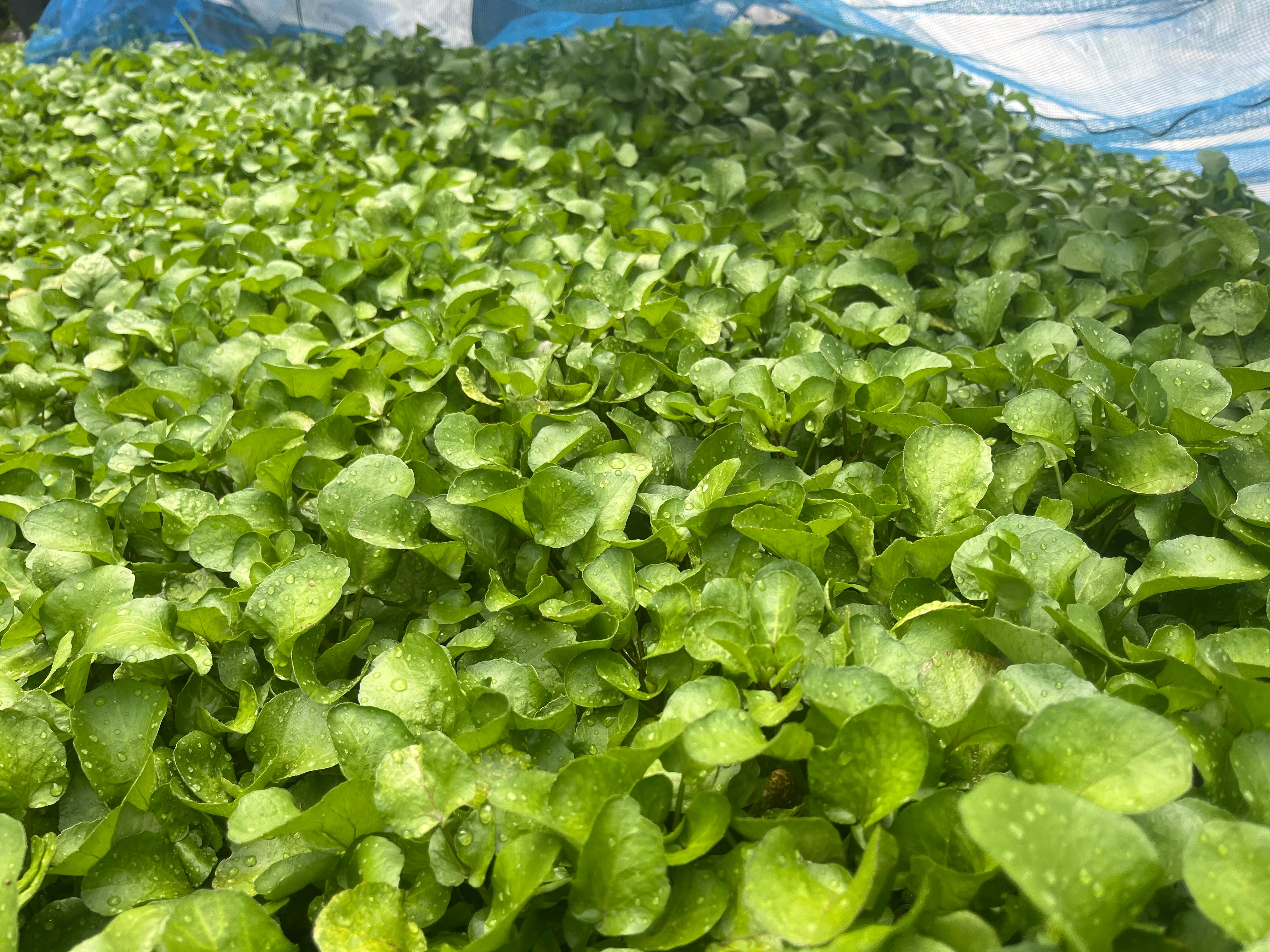 朝採り！清流クレソン直送。 家庭パーティーパック単発注文 中 500g