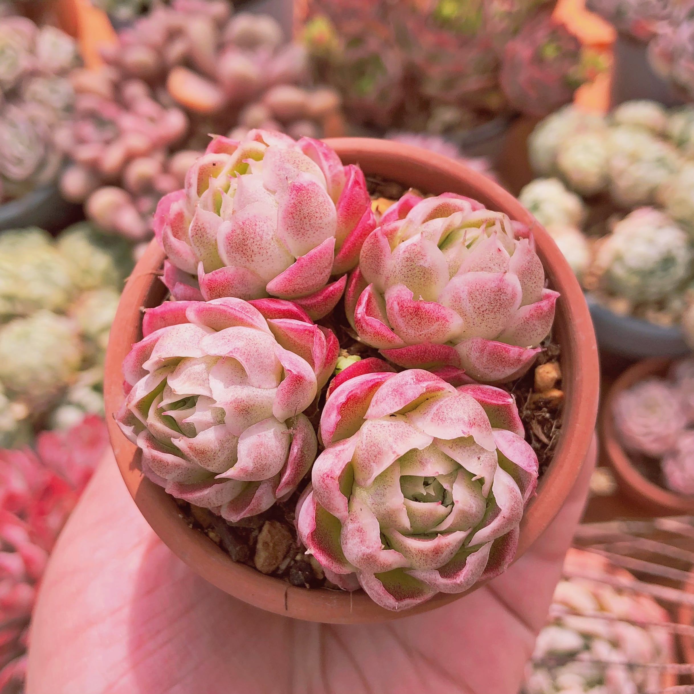 多肉植物 シュガーライチ 2～4頭 群生 | るる農園~多肉植物専門